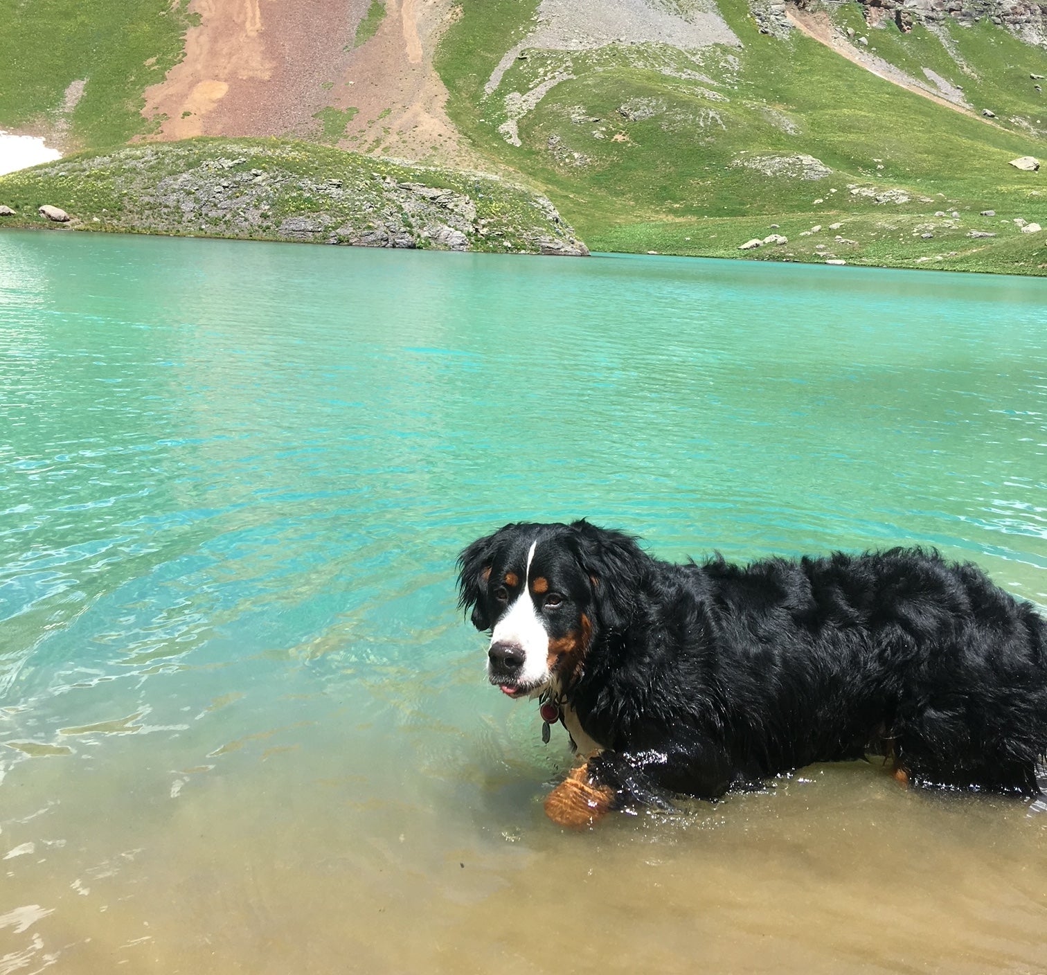 A Bernese Mountain Dog wades into a clear lake. 