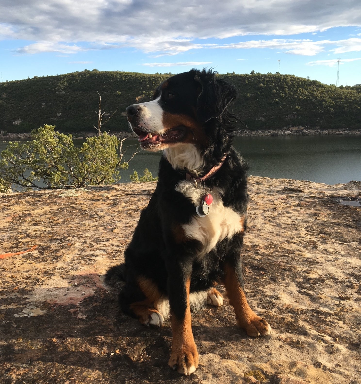 A Bernese Mountain Dog sits on the sand by the side of a lake. 