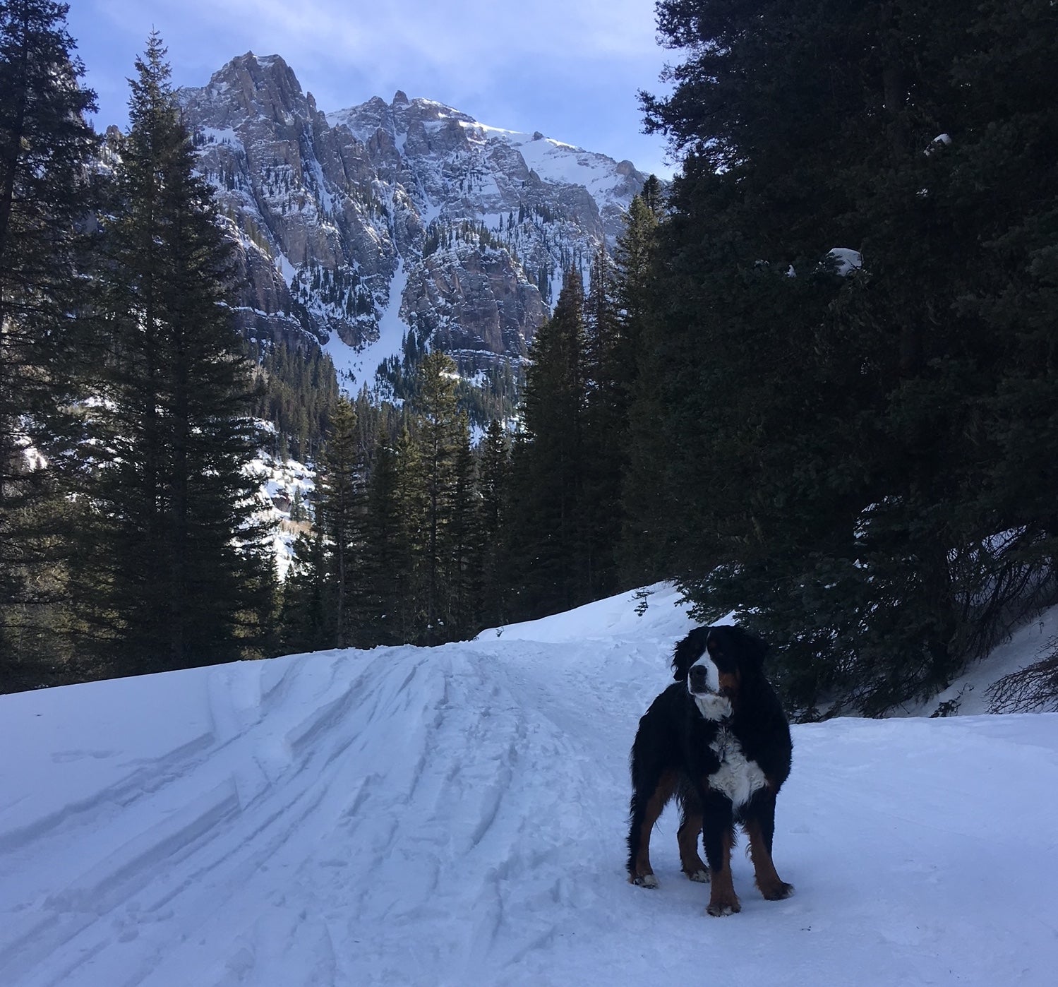 A Bernese Mountain Dog stands in the snow with mountains and pine trees behind her. 