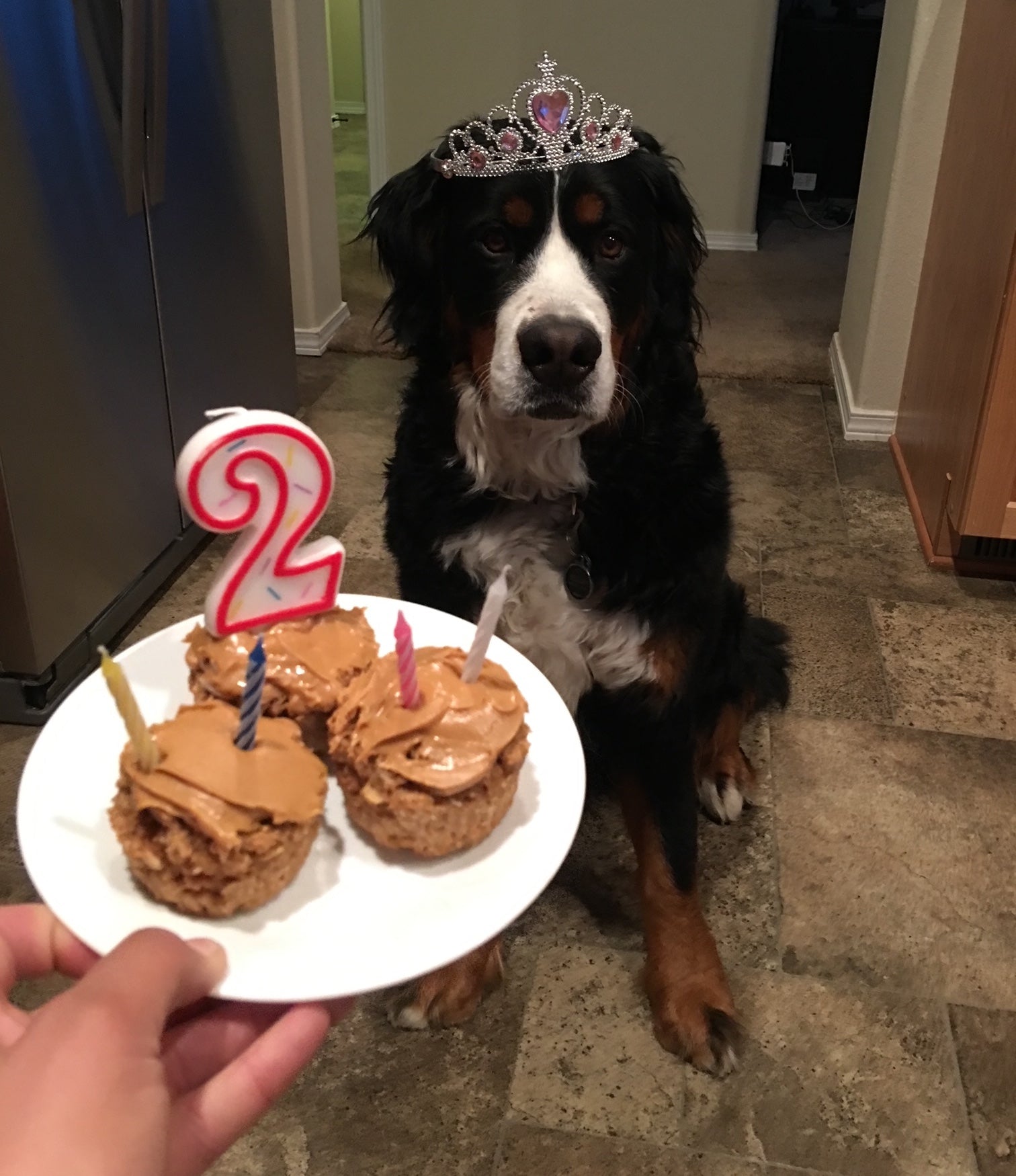 A 2-year-old Bernese Mountain Dog wears a birthday crown and gets ready to eat peanut butter pancakes.