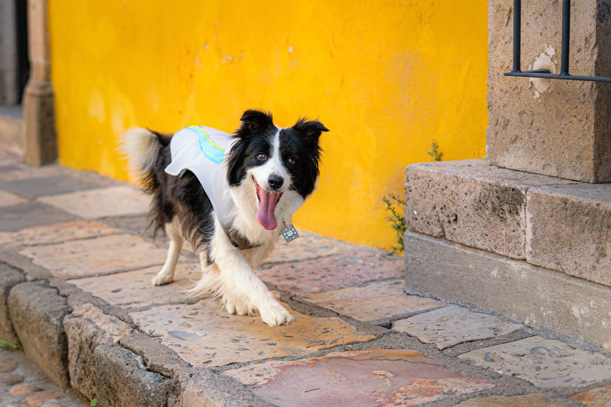 A Border Collie dog walks with a smile on her face while she wears Ruffwear's Swamp Cooler Dog Vest. 