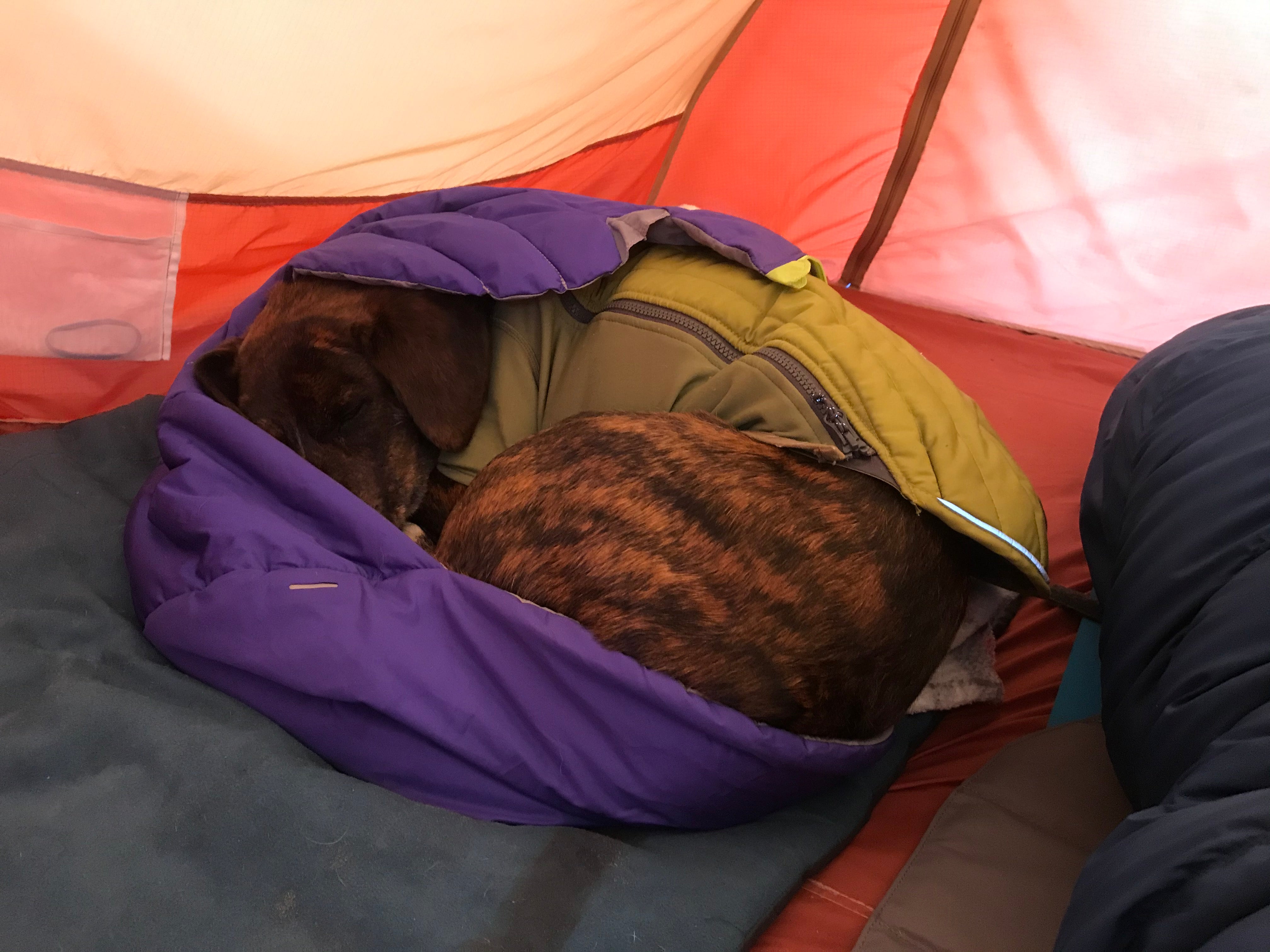 dog curled up, sleeping in a sleeping bag inside a tent