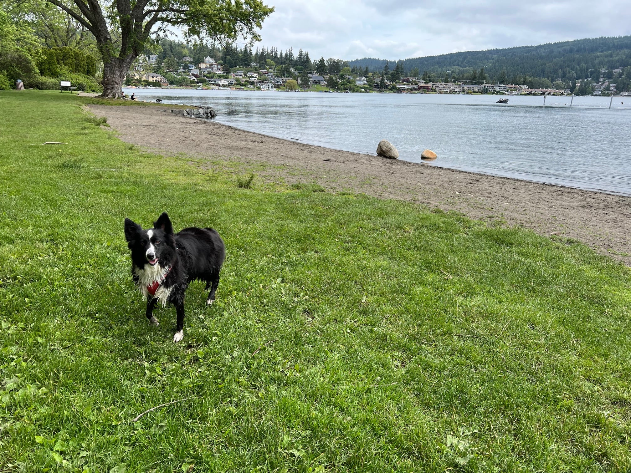 A dog stands on the grass by a lake while on a summer run. 