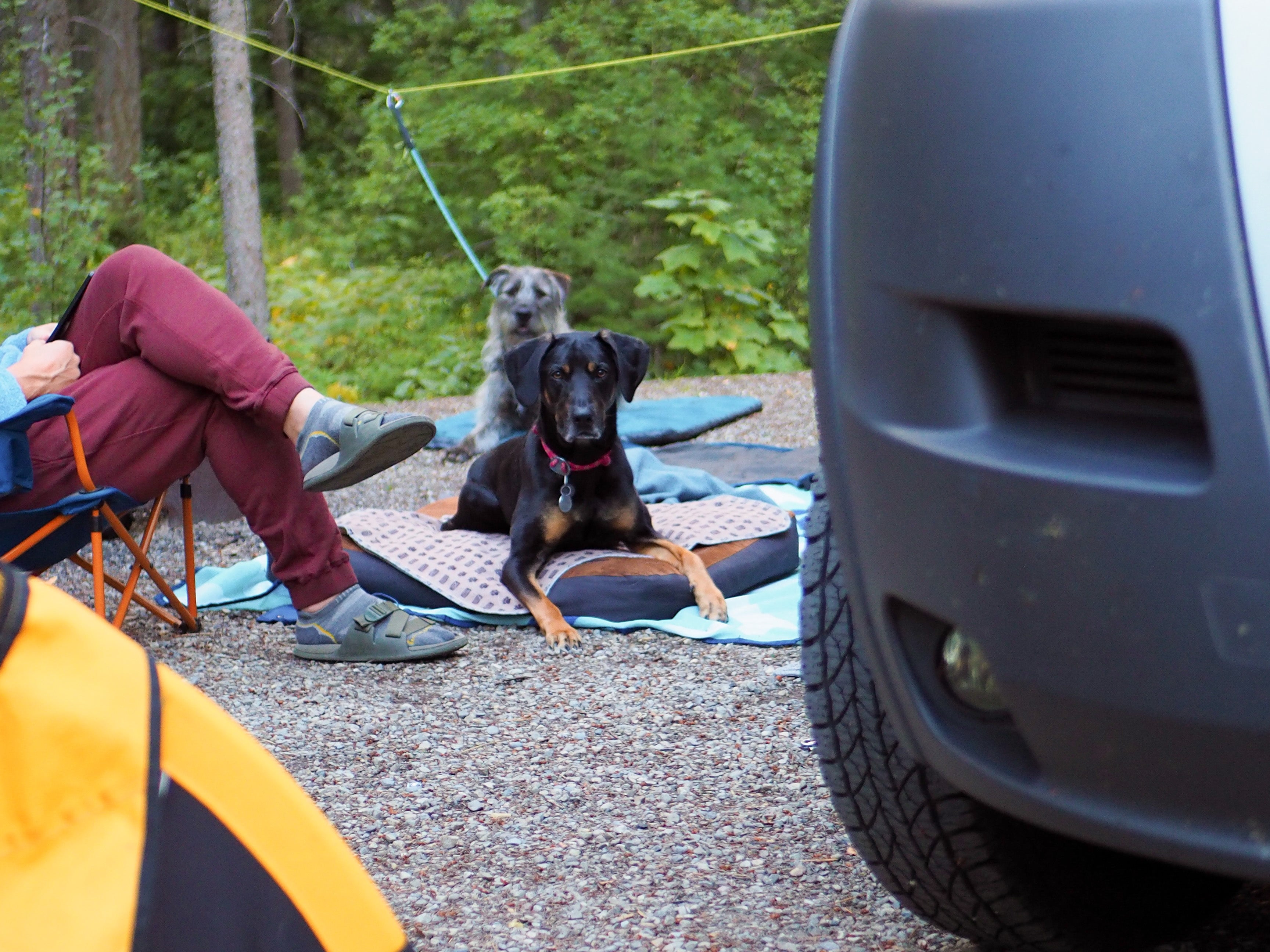 A dog hitched to the Ruffwear Knot-a-Hitch™ sits on an Urban Sprawl™ dog bed while camping.