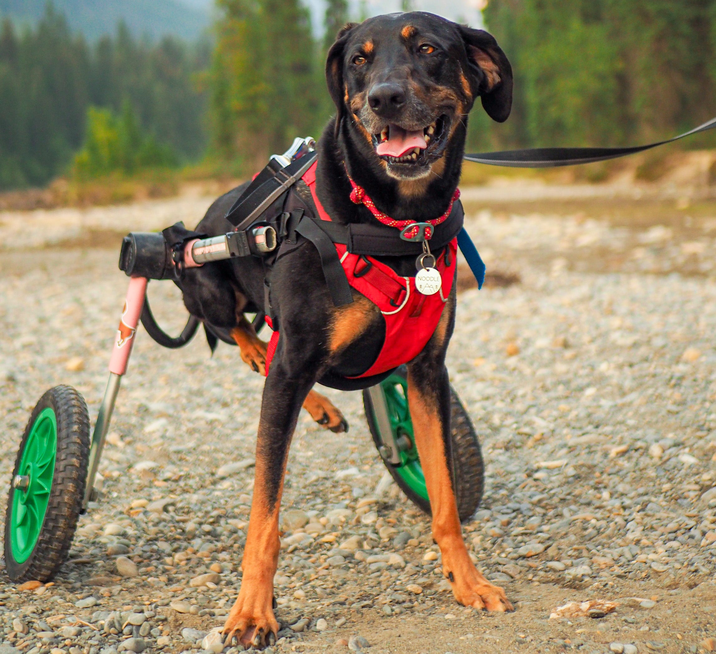 A dog using a dog wheelchair smiles on a trail in Canada. 