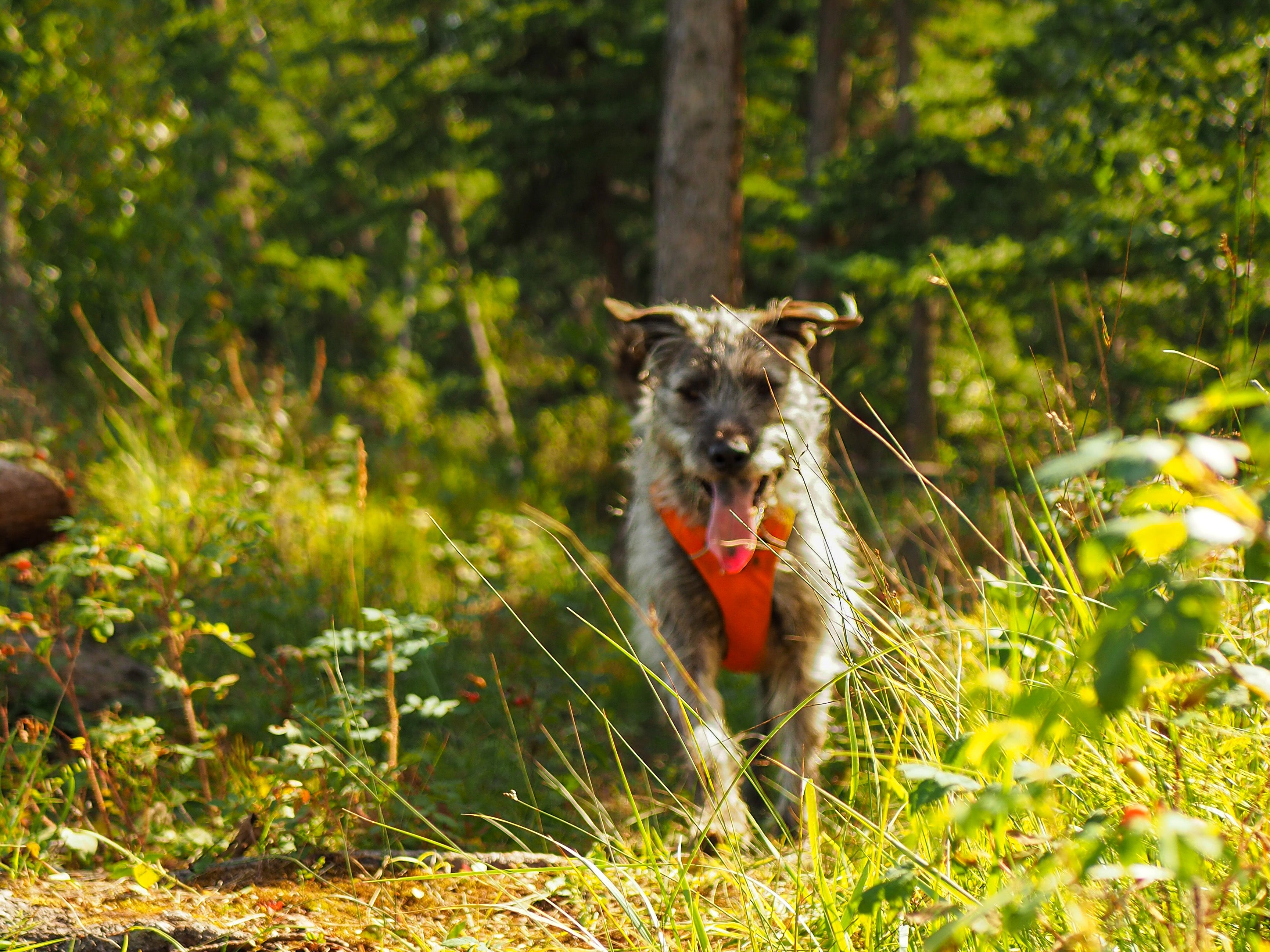A dog wearing a Ruffwear Front Range® Harness runs through grass. 