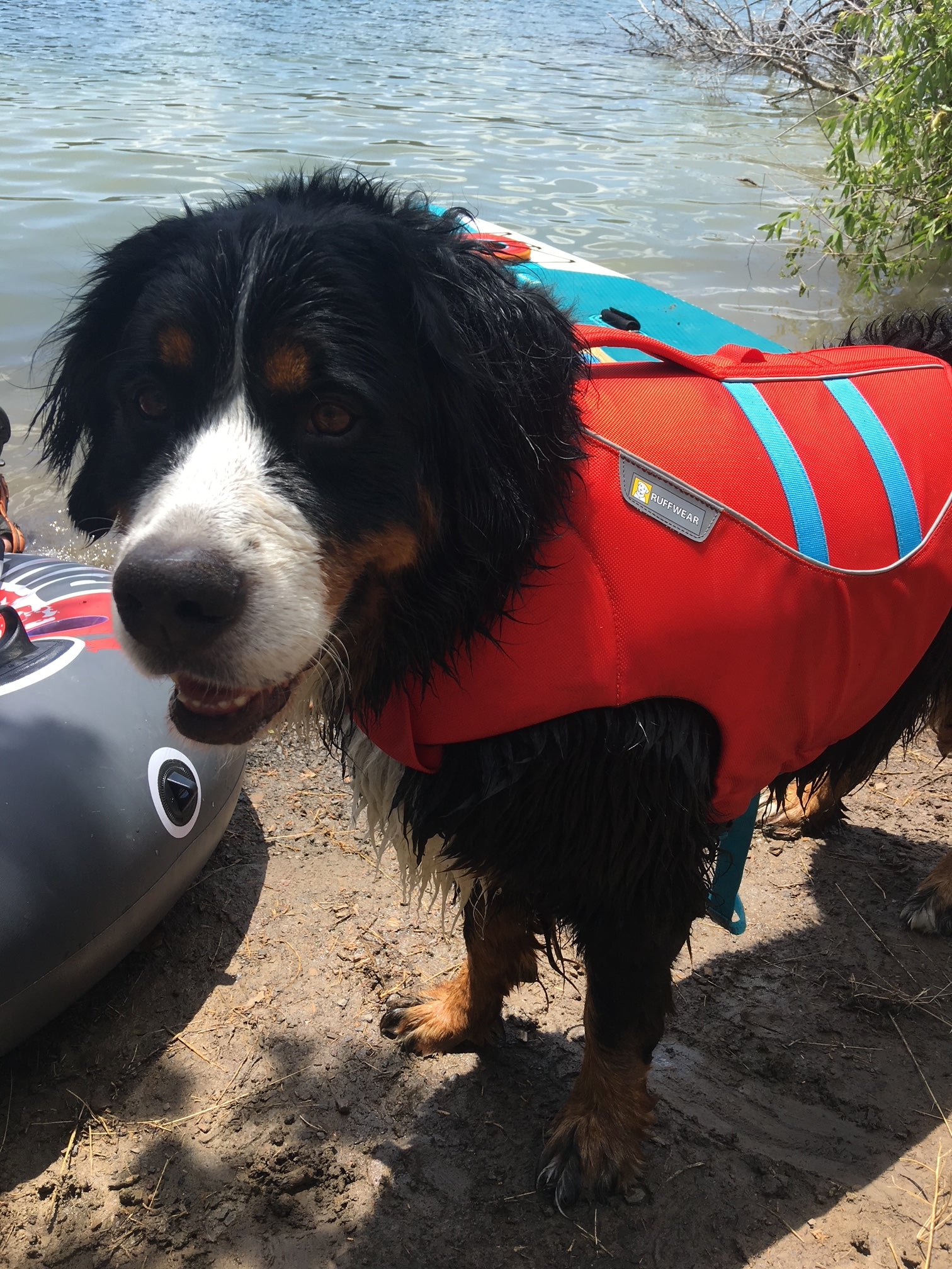 A Bernese Mountain Dog wears a life jacket by the side of a lake. 