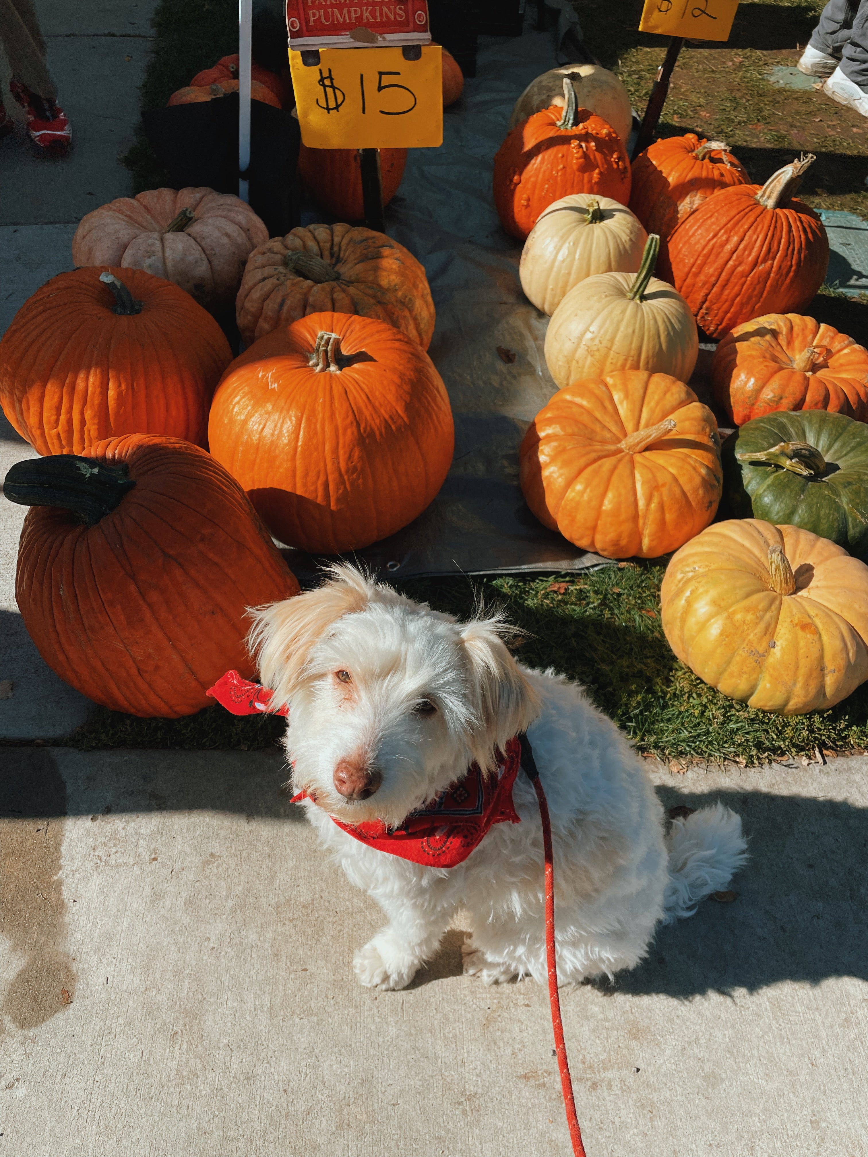 A dog (named Spaghetti) sits in front of pumpkins at a Farmers Market. 