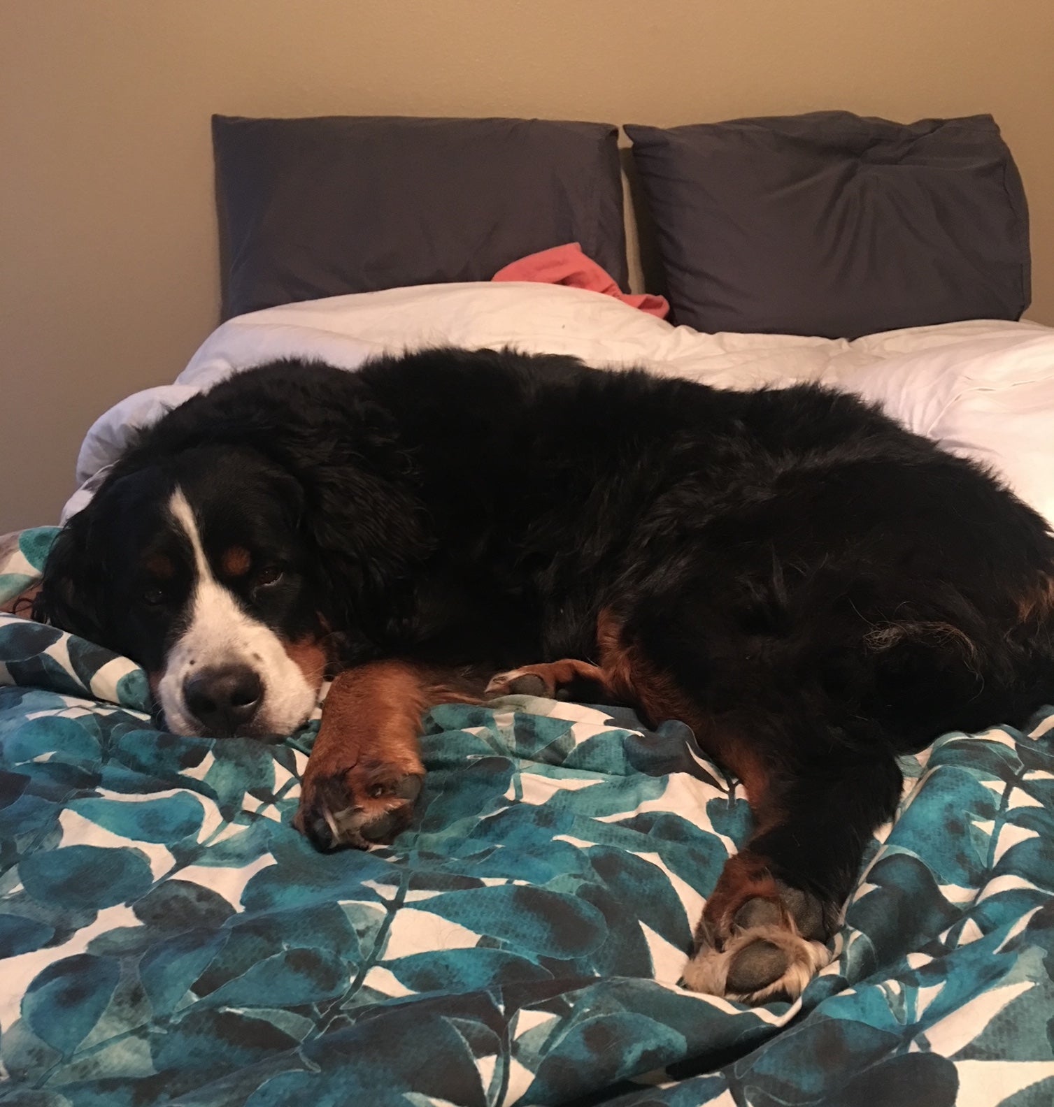 A Bernese Mountain Dog sleeps in her owner's bed. 