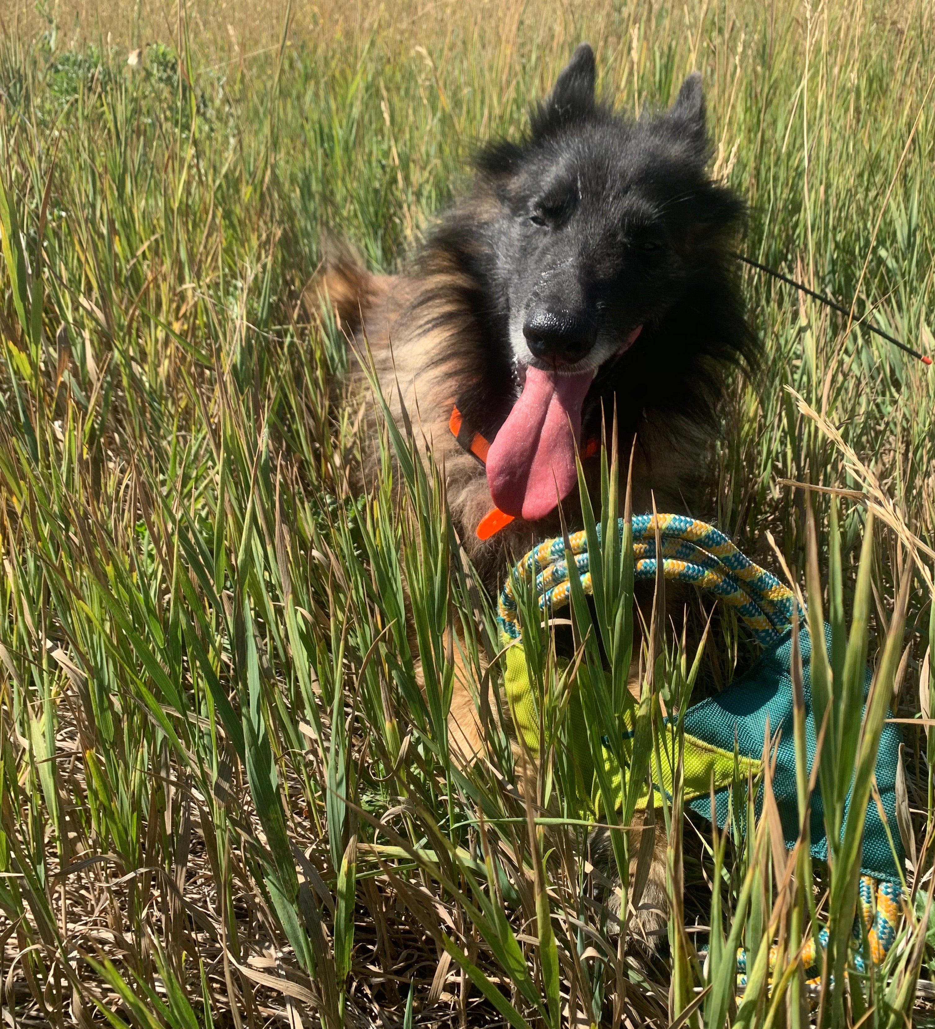 A dog plays with the Ruffwear Pacific Ring™ Toy. 