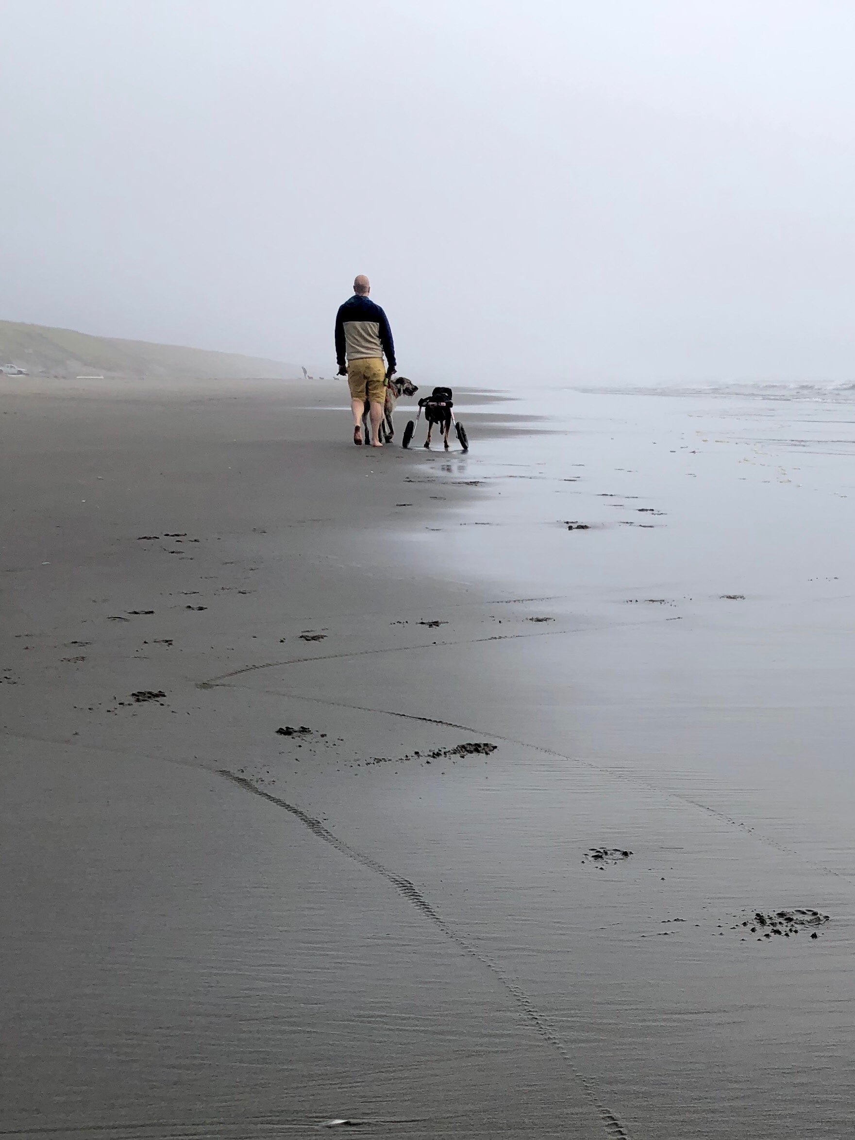 Two dogs walk with their human along the sand, leaving paw prints.