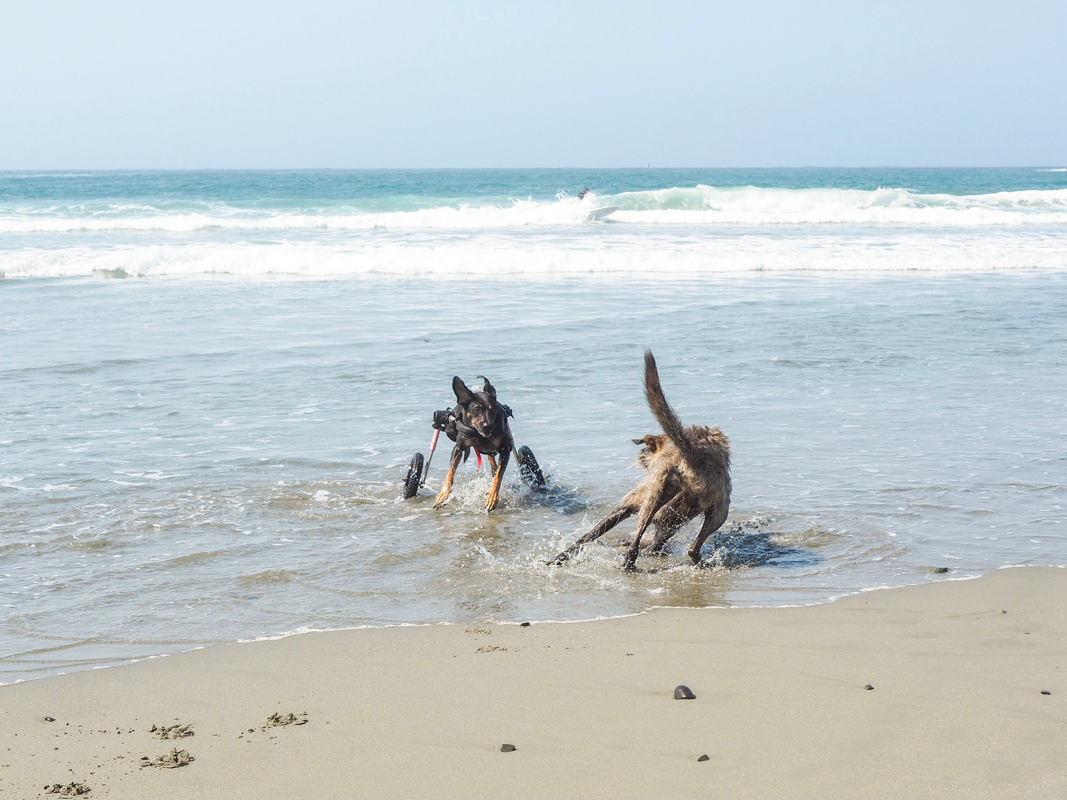 Two dogs run and play together in the sand and ocean.