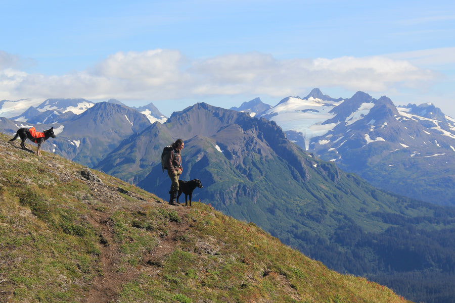 Two dogs and their handler on a hill side with mountains in the background