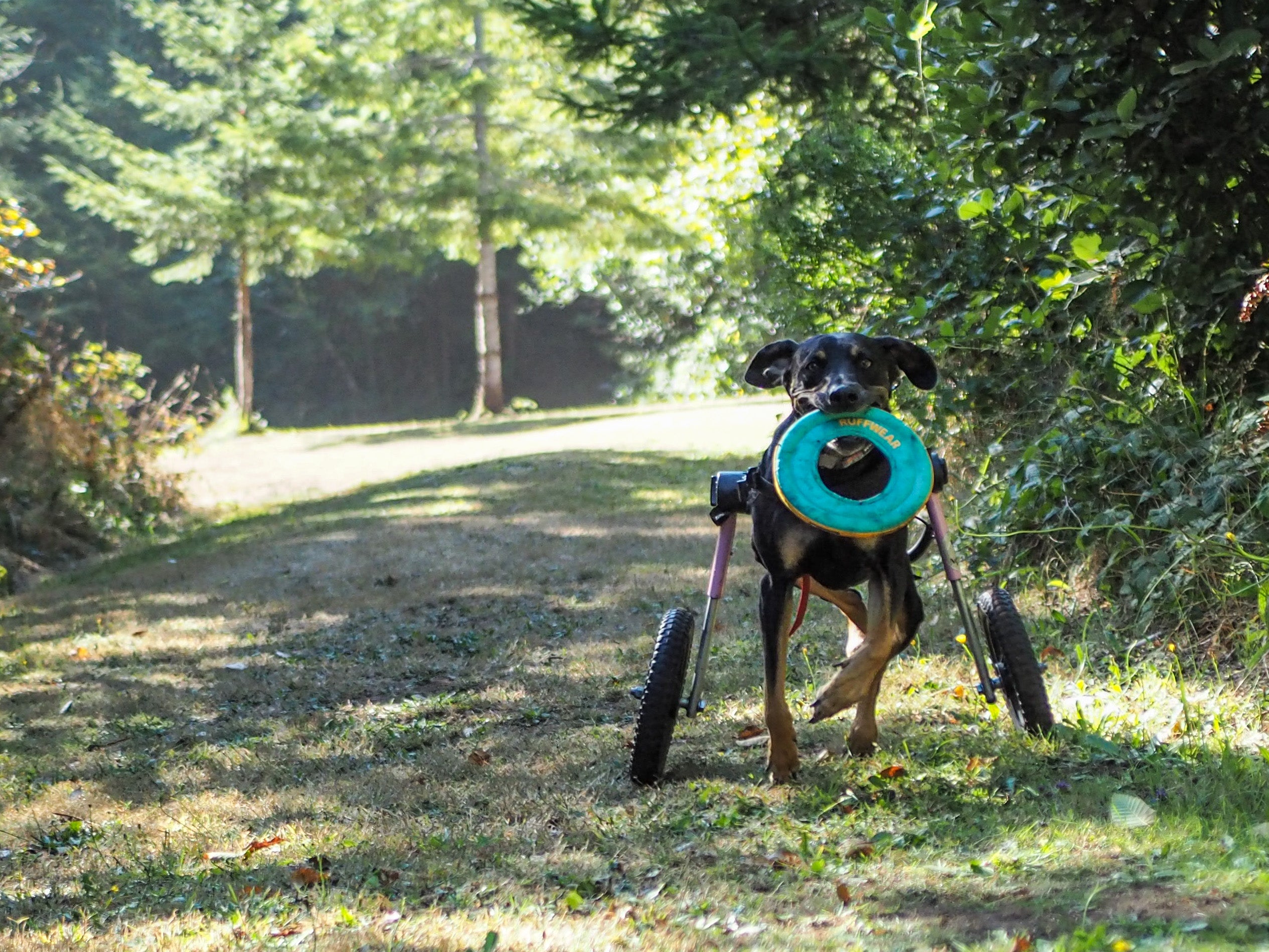 A dog runs in the park with the Ruffwear Hydro Plane™ Floating Throw Toy.