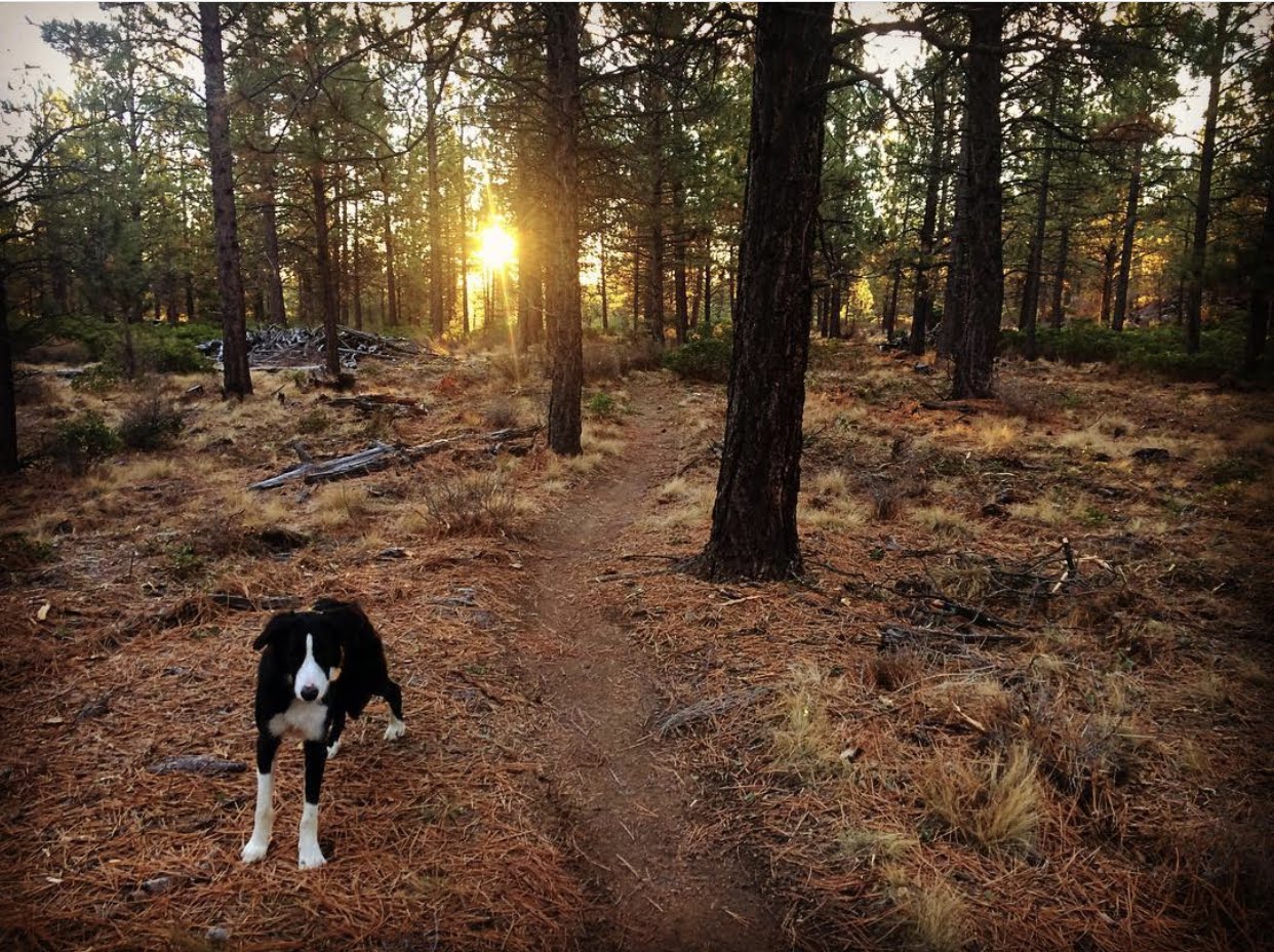 Dog on a wooded trail at sunrise