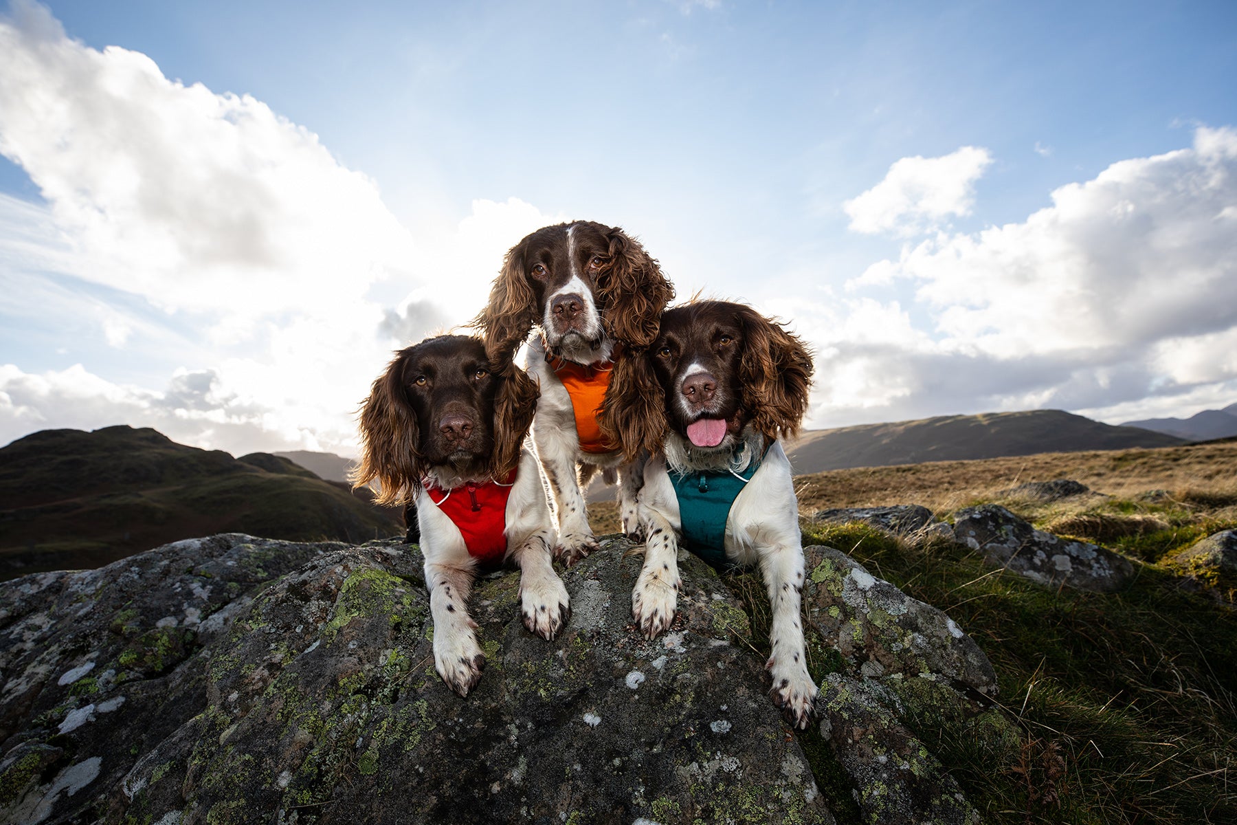 Kerry's three dogs in Ruffwear Front Range everyday padded dog harnesses laying side by side on rock.