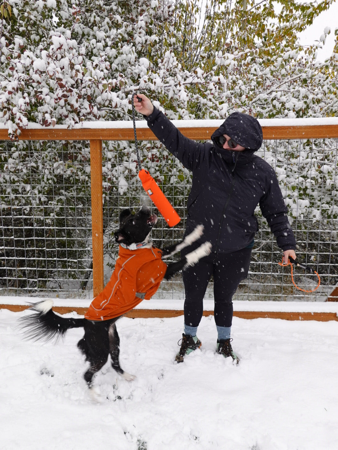 Person throws lunker for dog layered in Climate Changer fleece and overcoat dog utility jacket in snow.