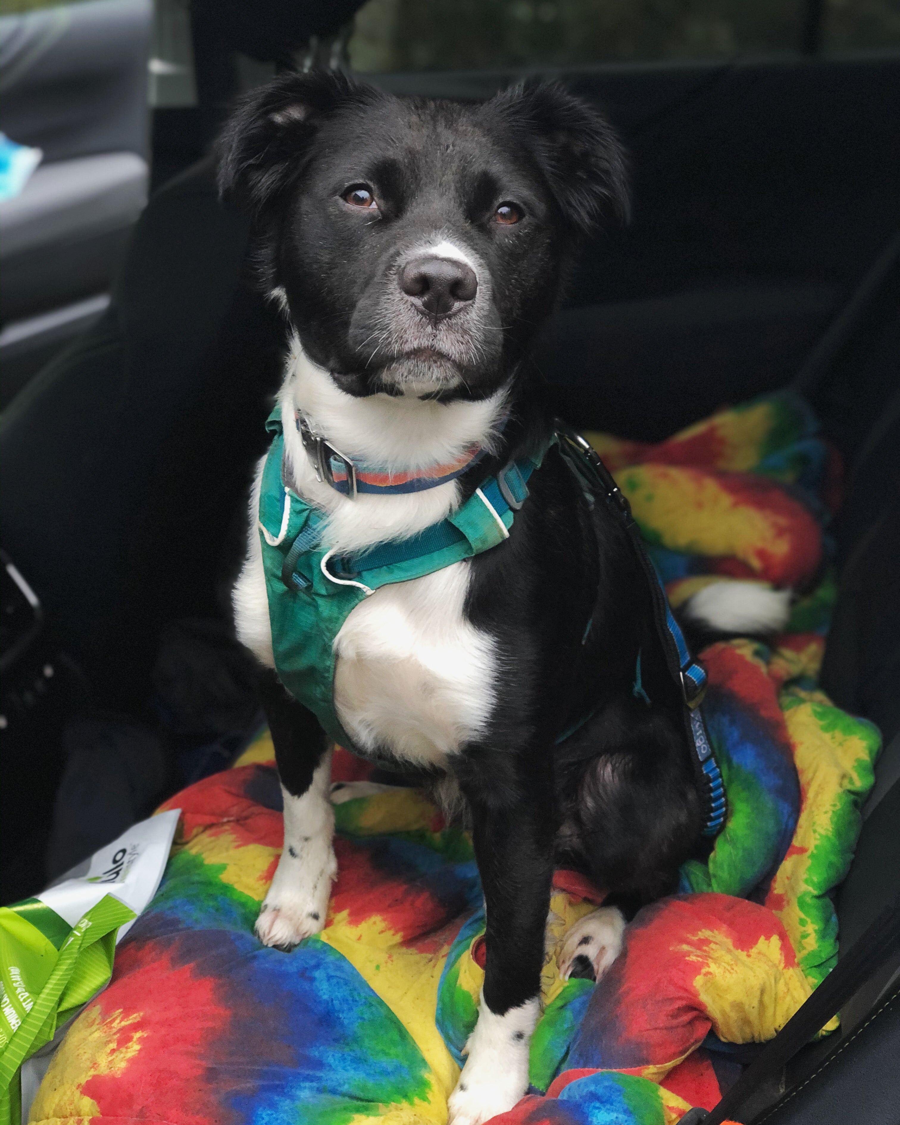 Dog in flagline harness and crag collar sits smiling in car.