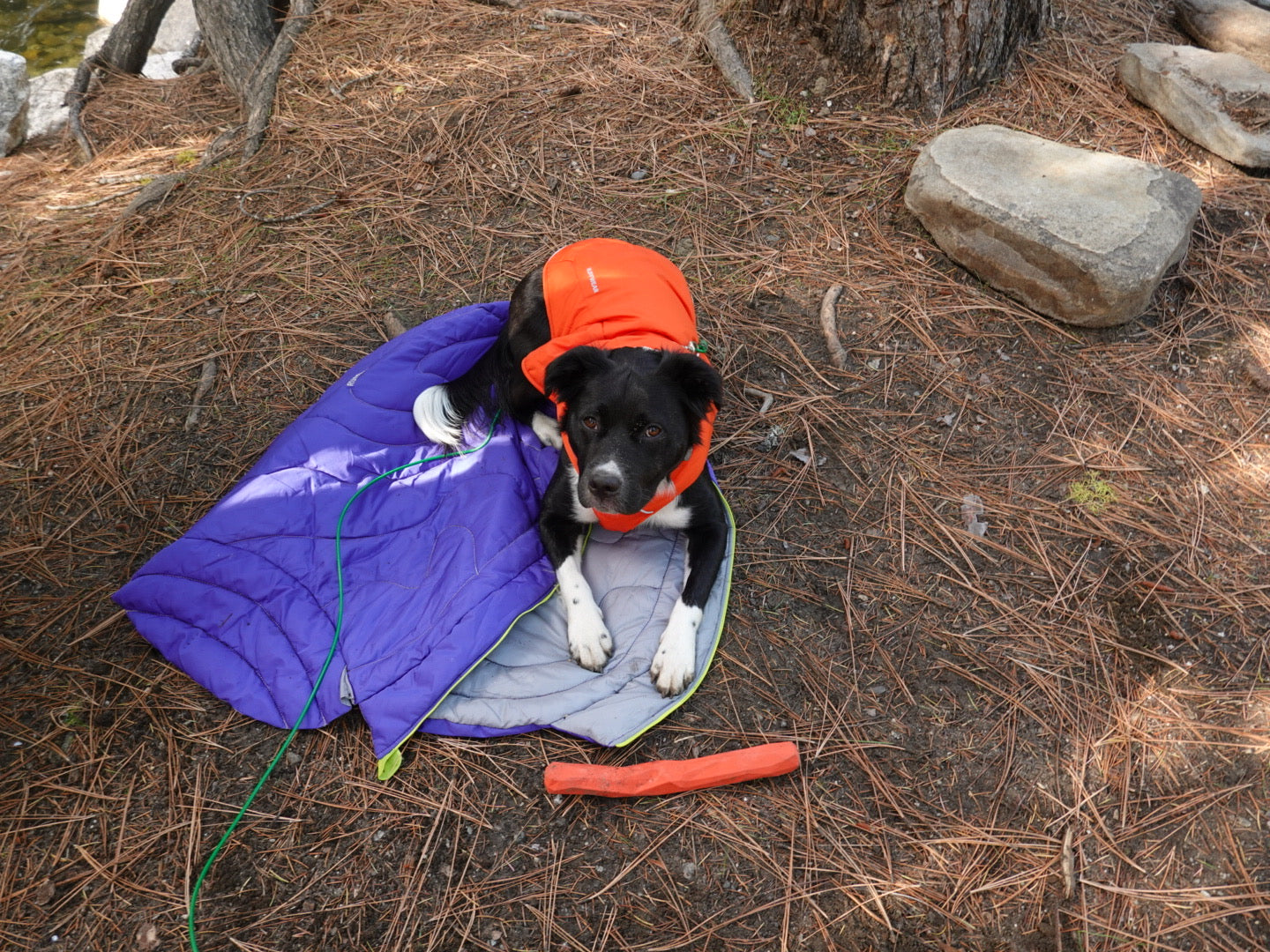 Jenny Bruso's dog on Highlands dog sleeping bag with gnawt-a-stick toy while camping.