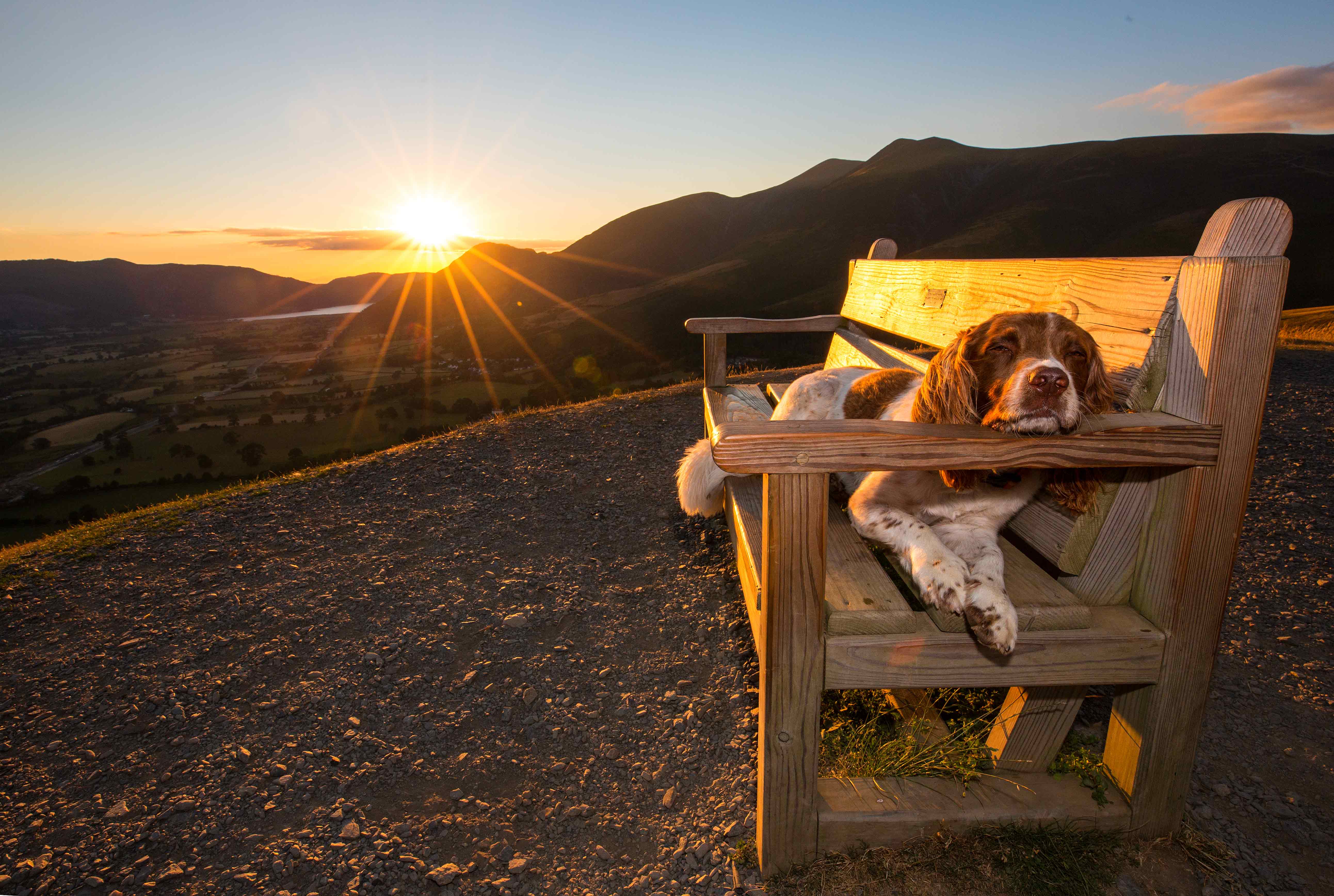 A dog rests on a bench with the hills of England's Lake District behind him. 