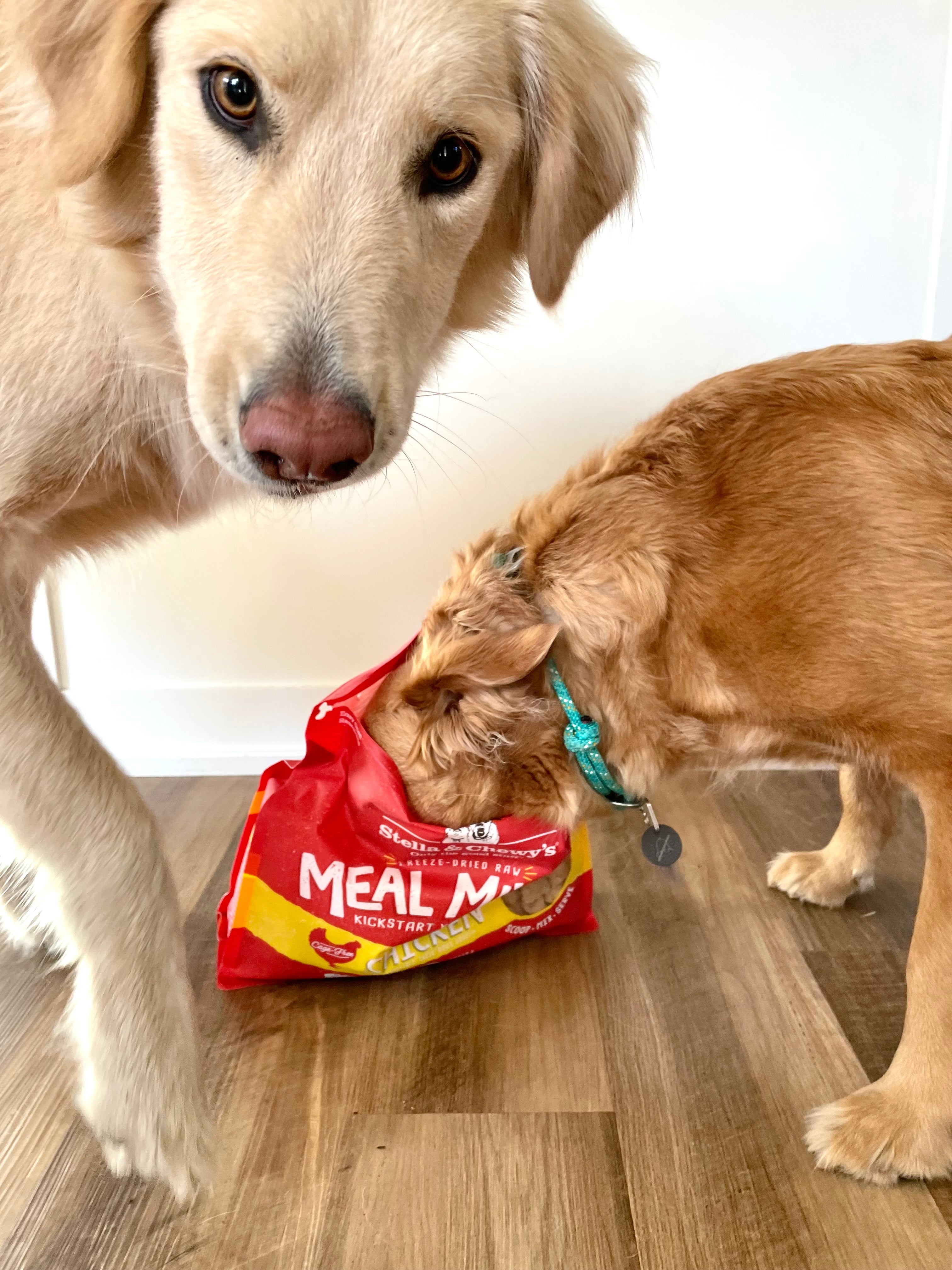 Kate's dogs, Millie and Dixie, get excited about eating their favorite treats! 