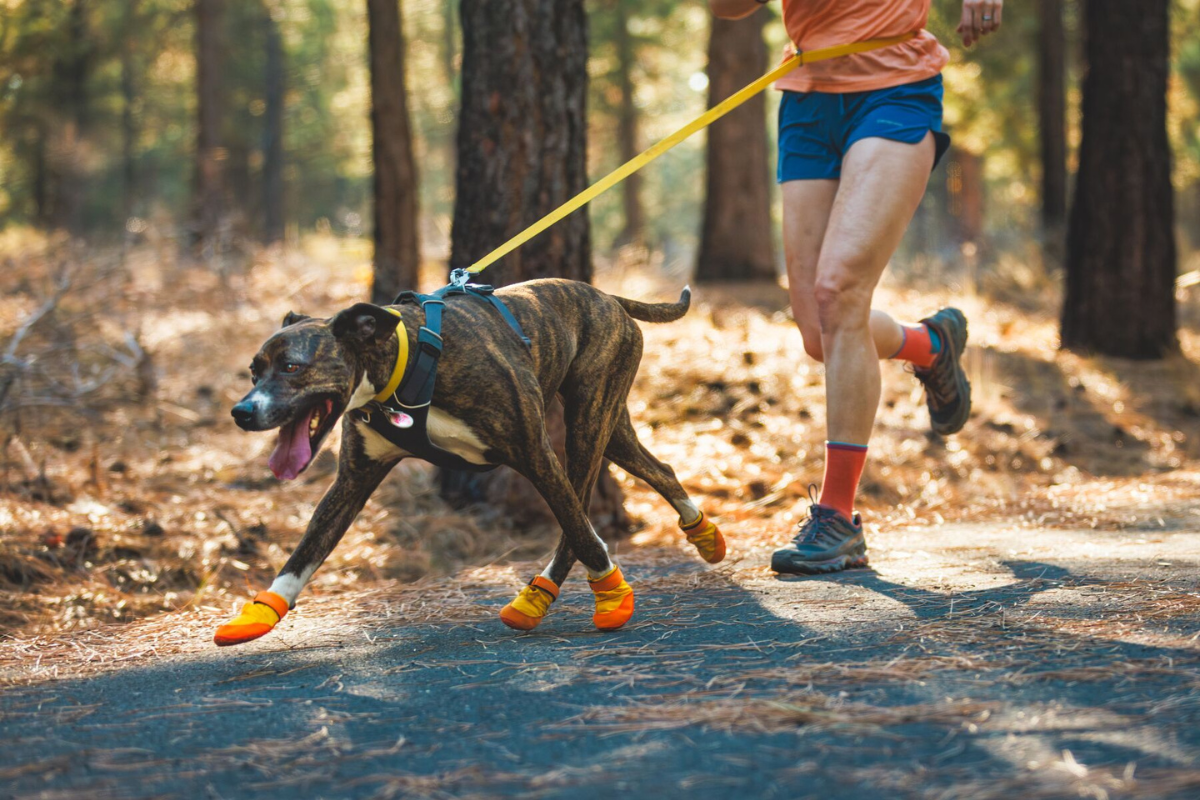 Dog running in the Summit Trex™ Dog Shoes.