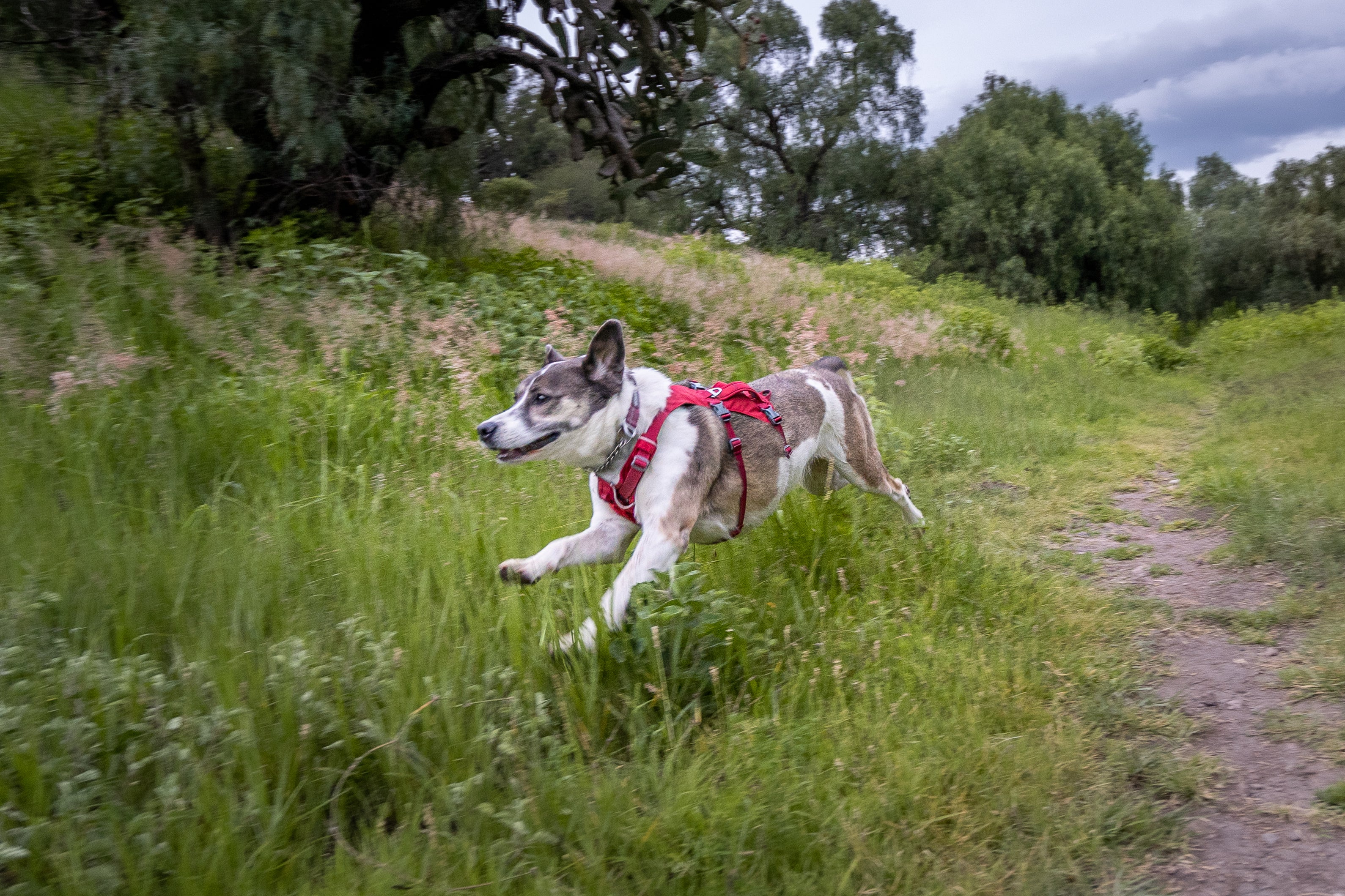 A dog runs through a field while wearing Ruffwear's Flagline Dog Harness. 