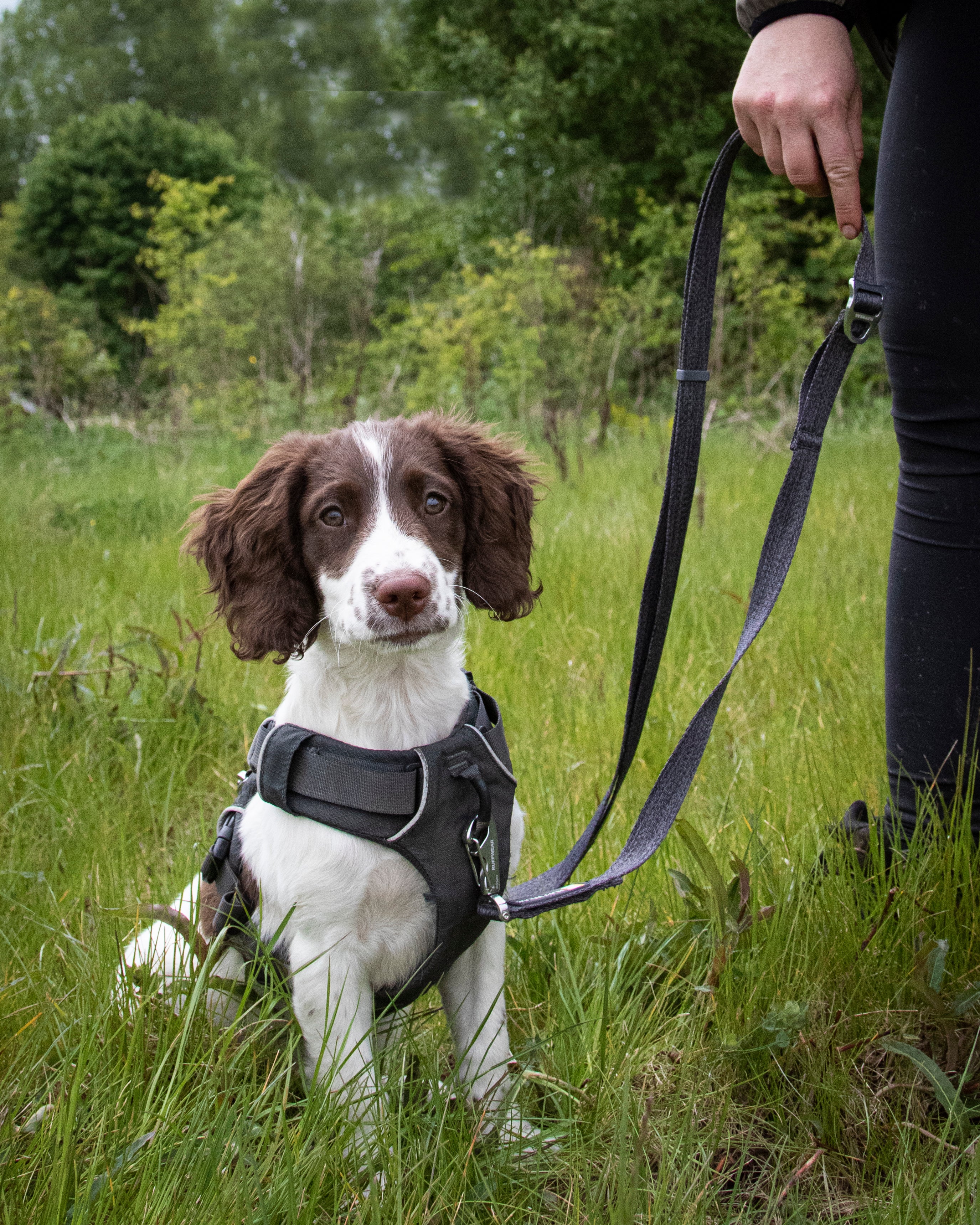 Dog in front range harness with Switchbak leash.