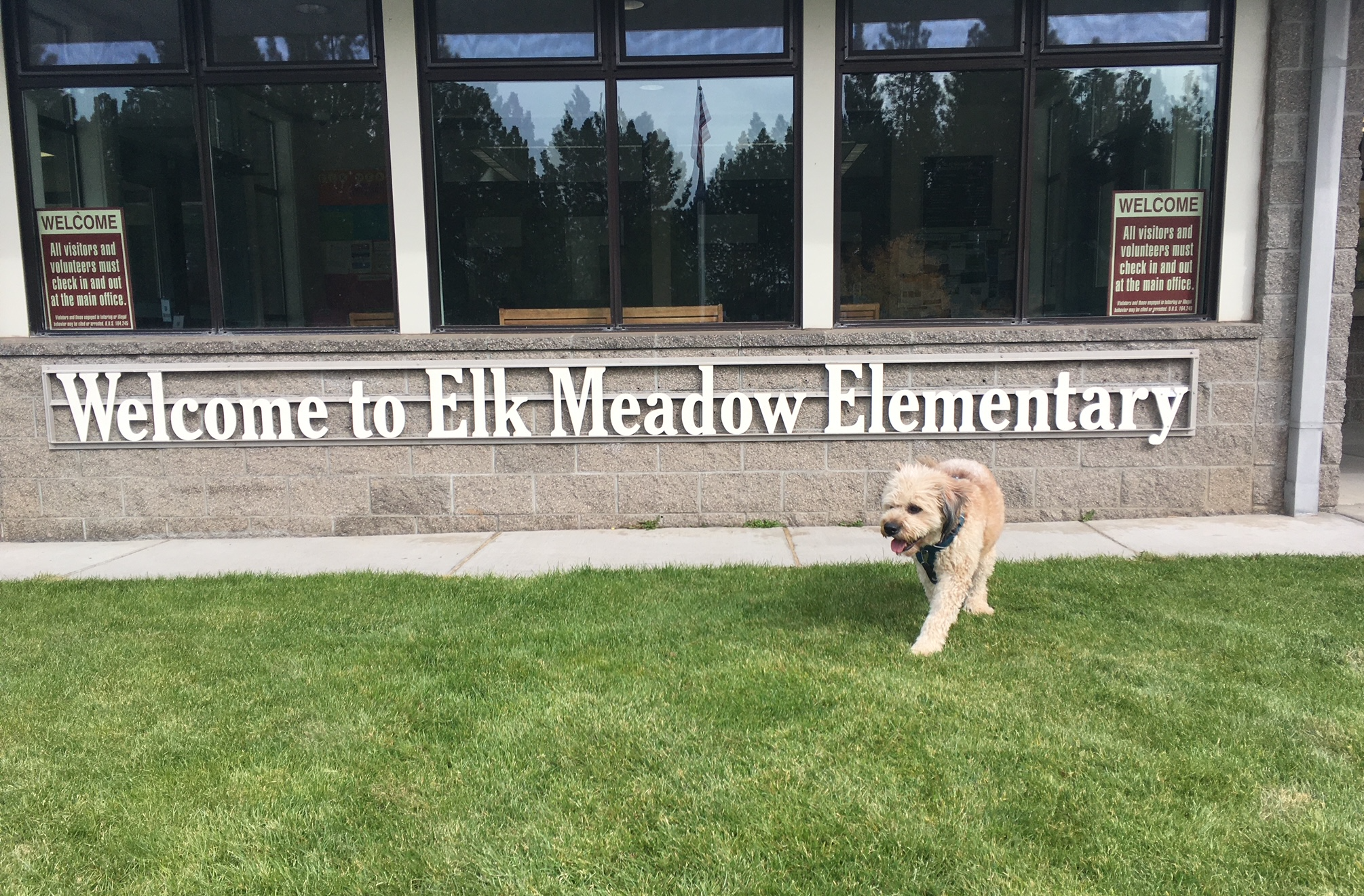 A therapy dog stands on the grass outside an elementary school building. 