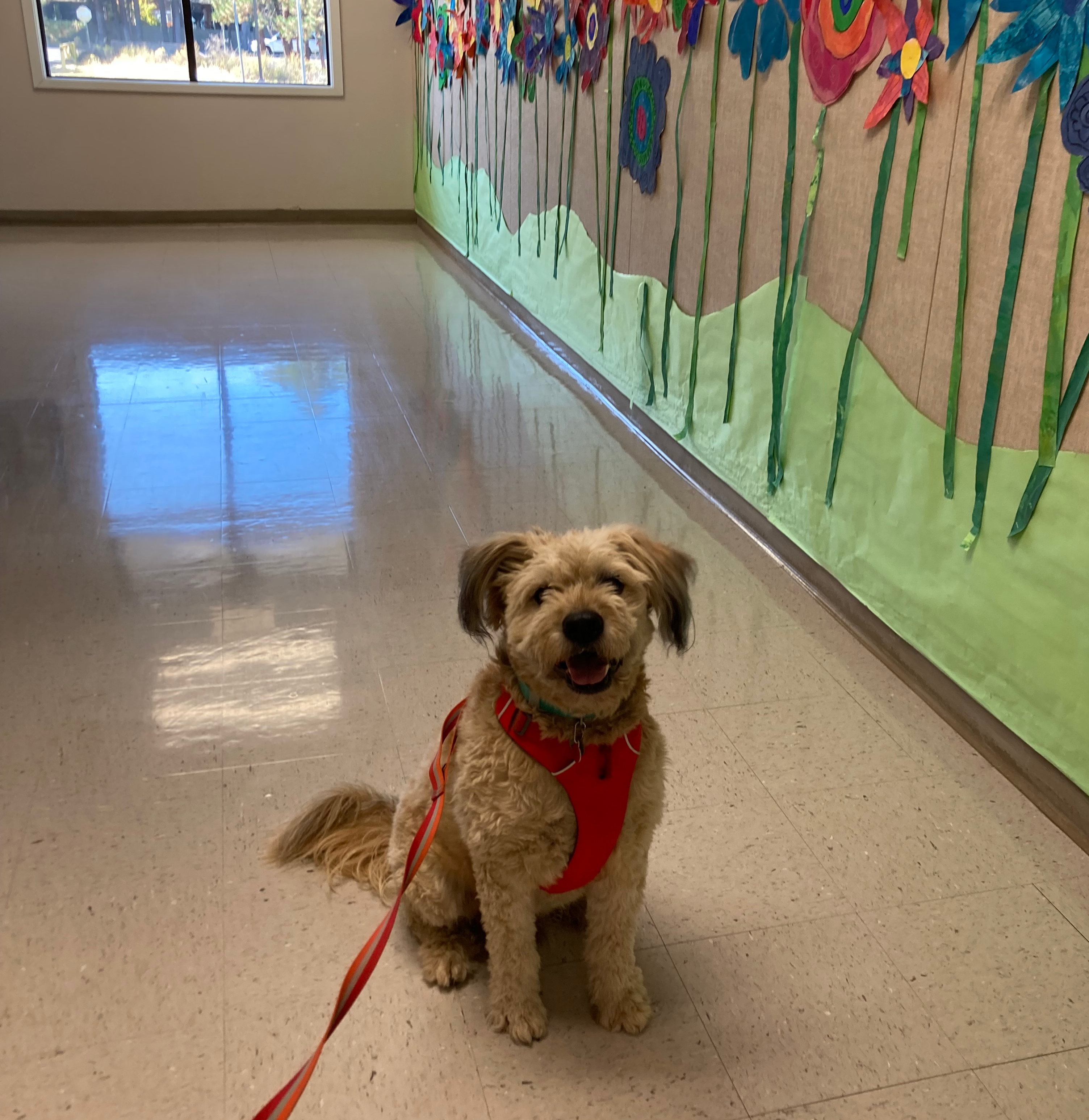 A therapy dog sits in an elementary school hallway. 