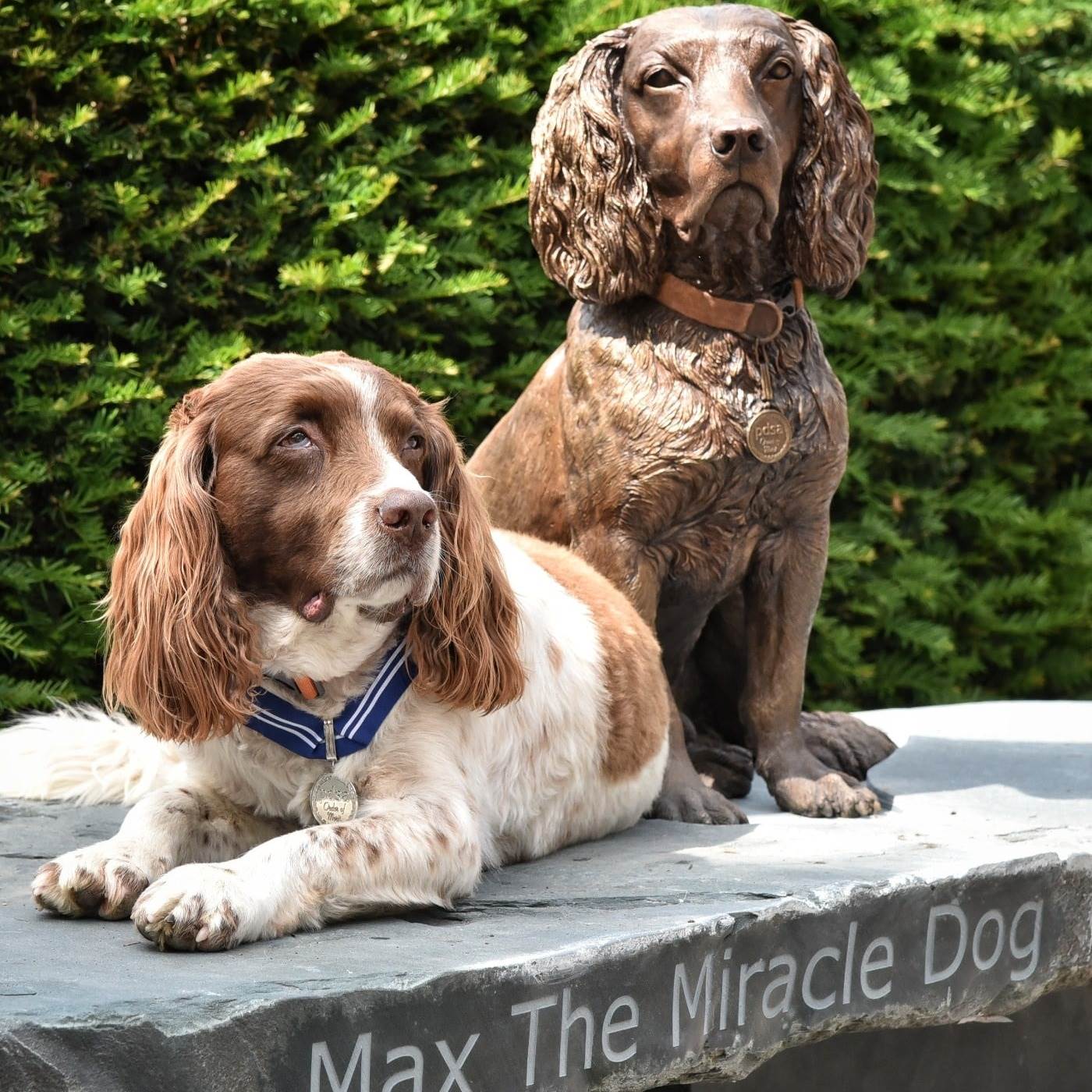 Max the miracle dog sitting by a bronze statue version of himself