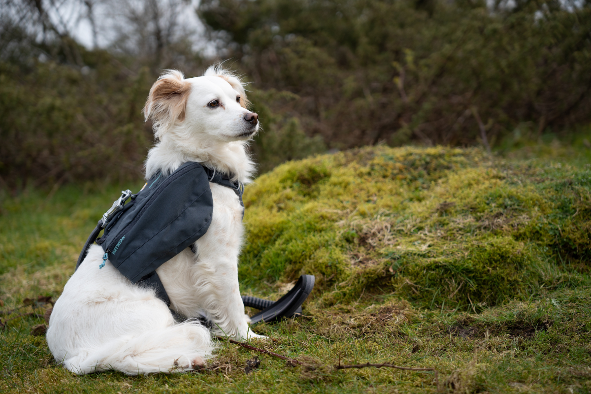 White dog wearing Ruffwear gear on a hike.