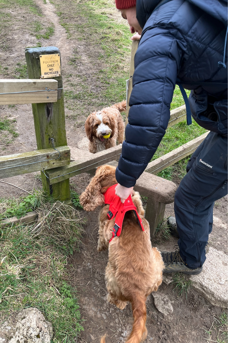 Man lifting dog with Web Master™ Harness.