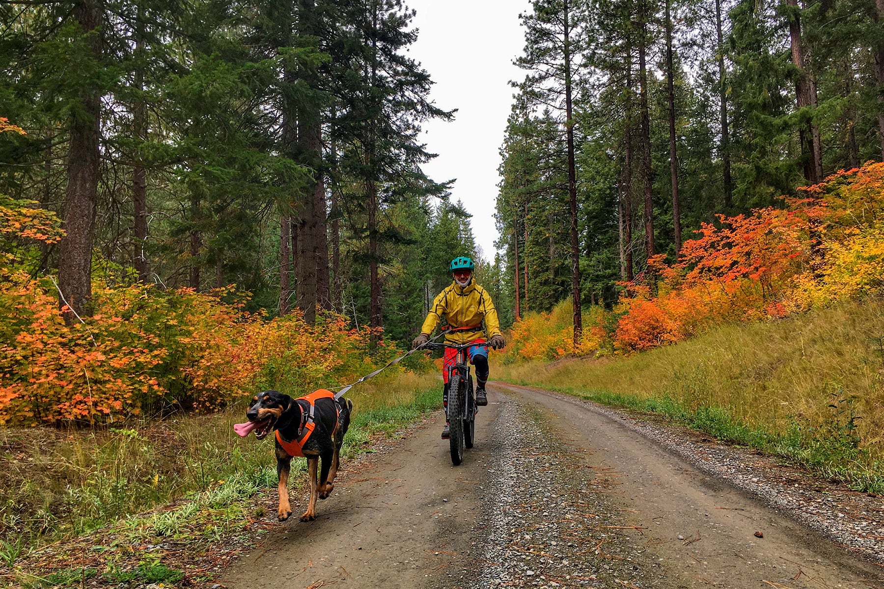 Human bike-joring with dog on a dirt road with autumn foliage