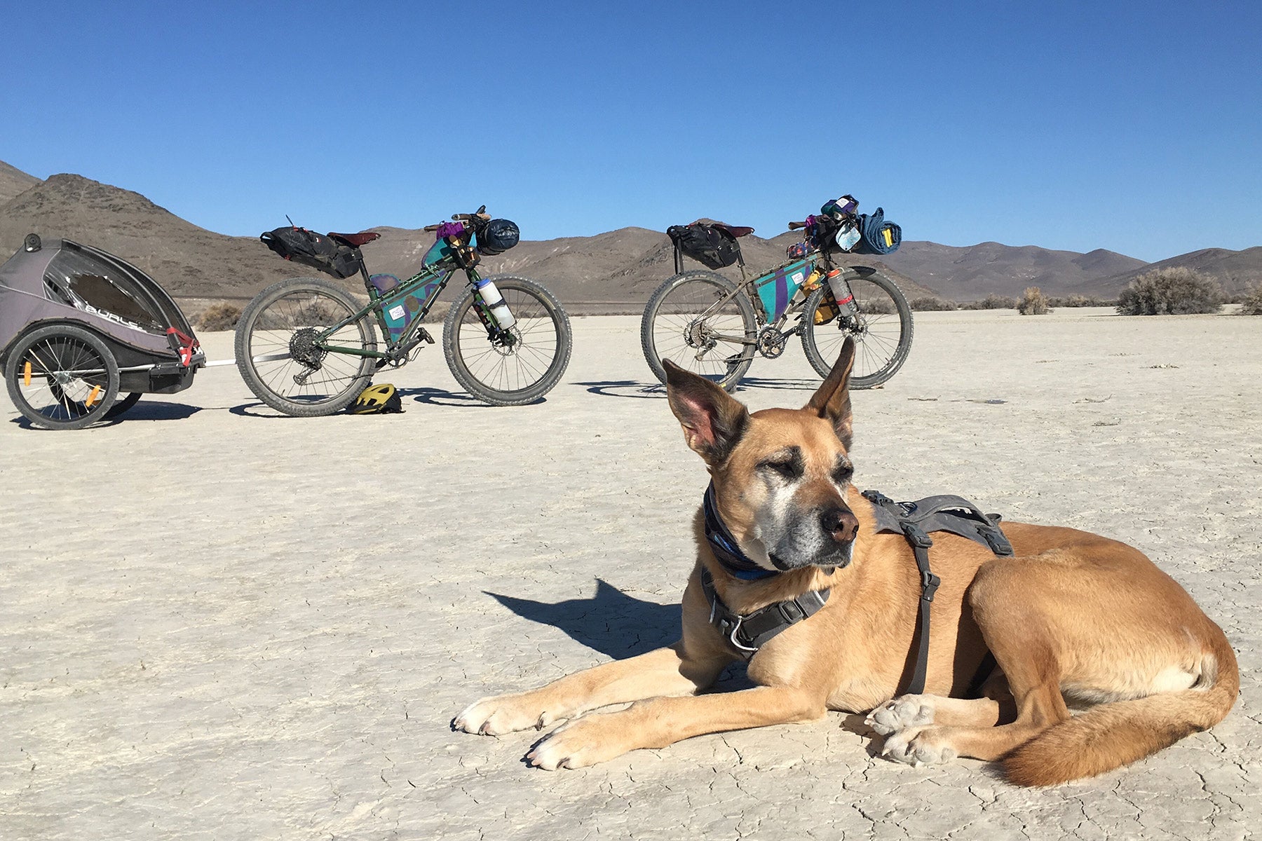 Dog star taking a break on a desert playa with mountain bikes in the background