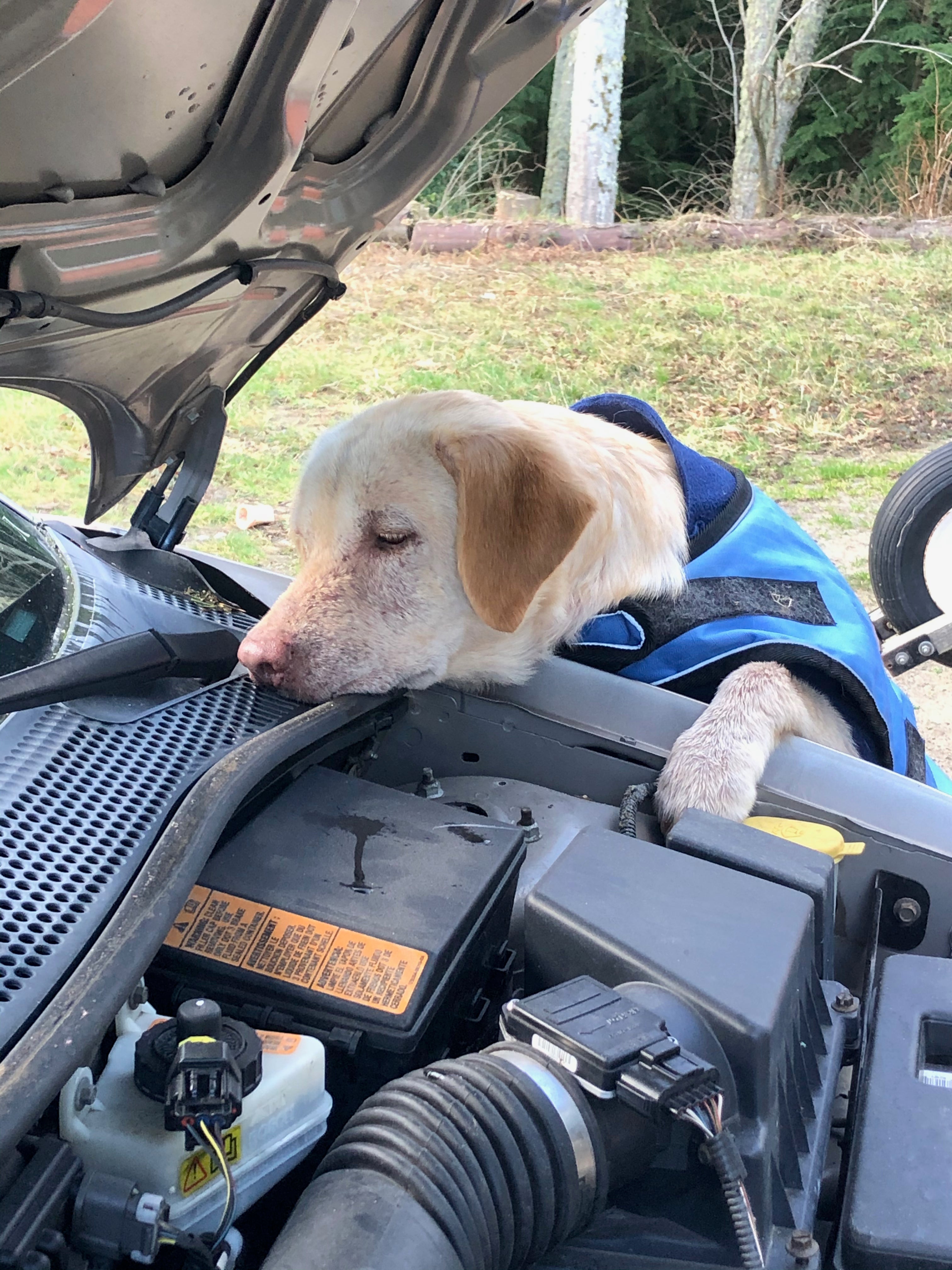 A dog stands on his hind legs and points his nose to a spot in a car where he smells a mouse. 