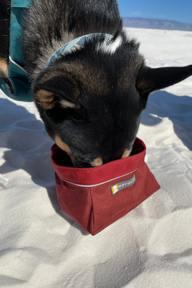 Willow drinking out of a Ruffwear bowl.