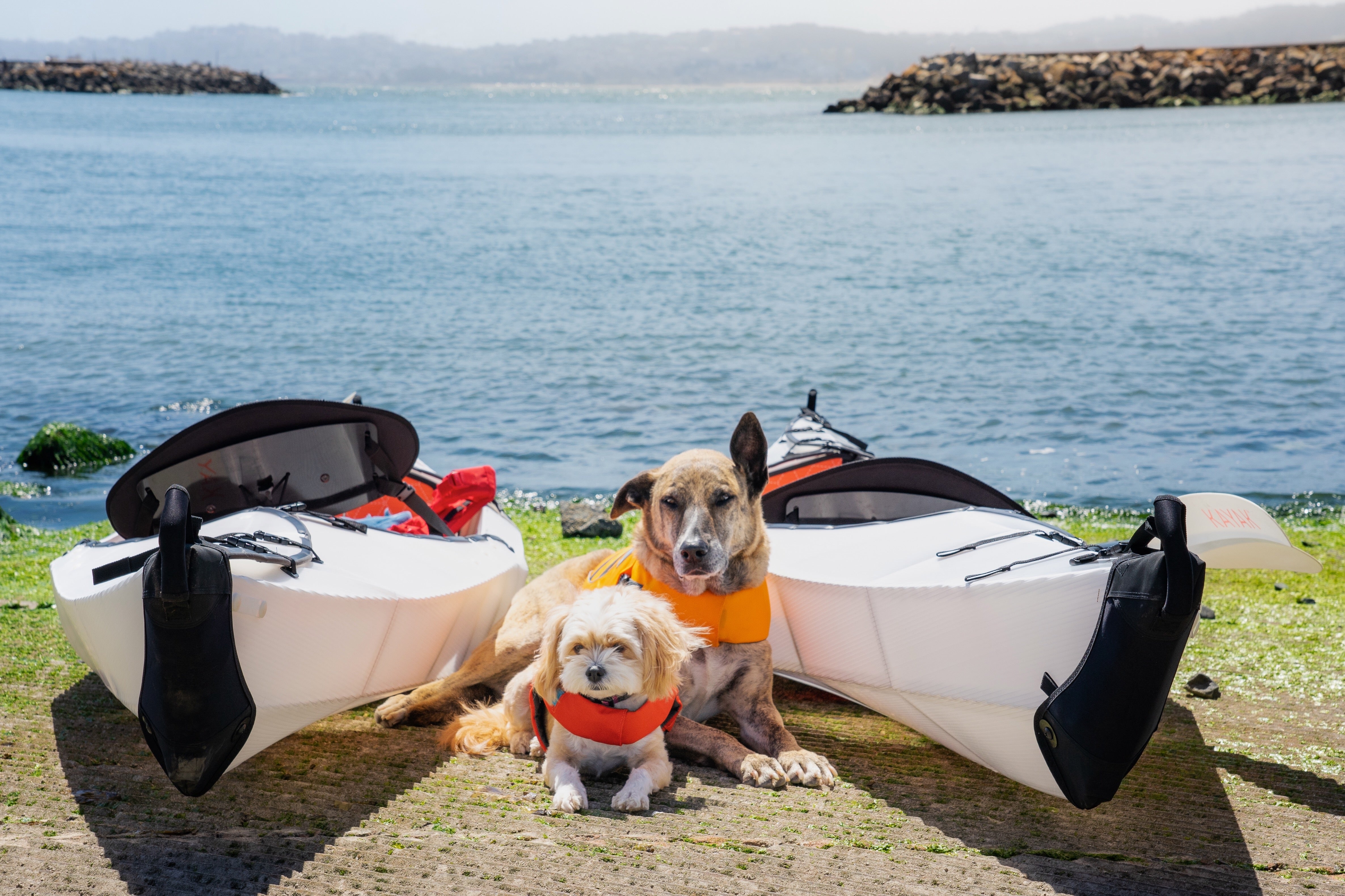 Two dogs sit by kayaks by a lake