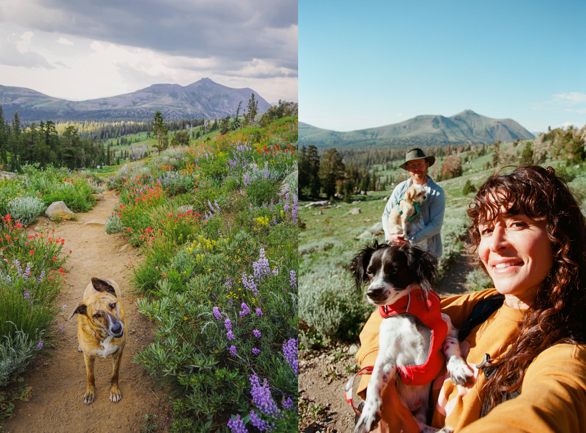 Two Side-by-side images, one of Lhotse on the trail, the other of Noel with new dog Sue on same trail years later