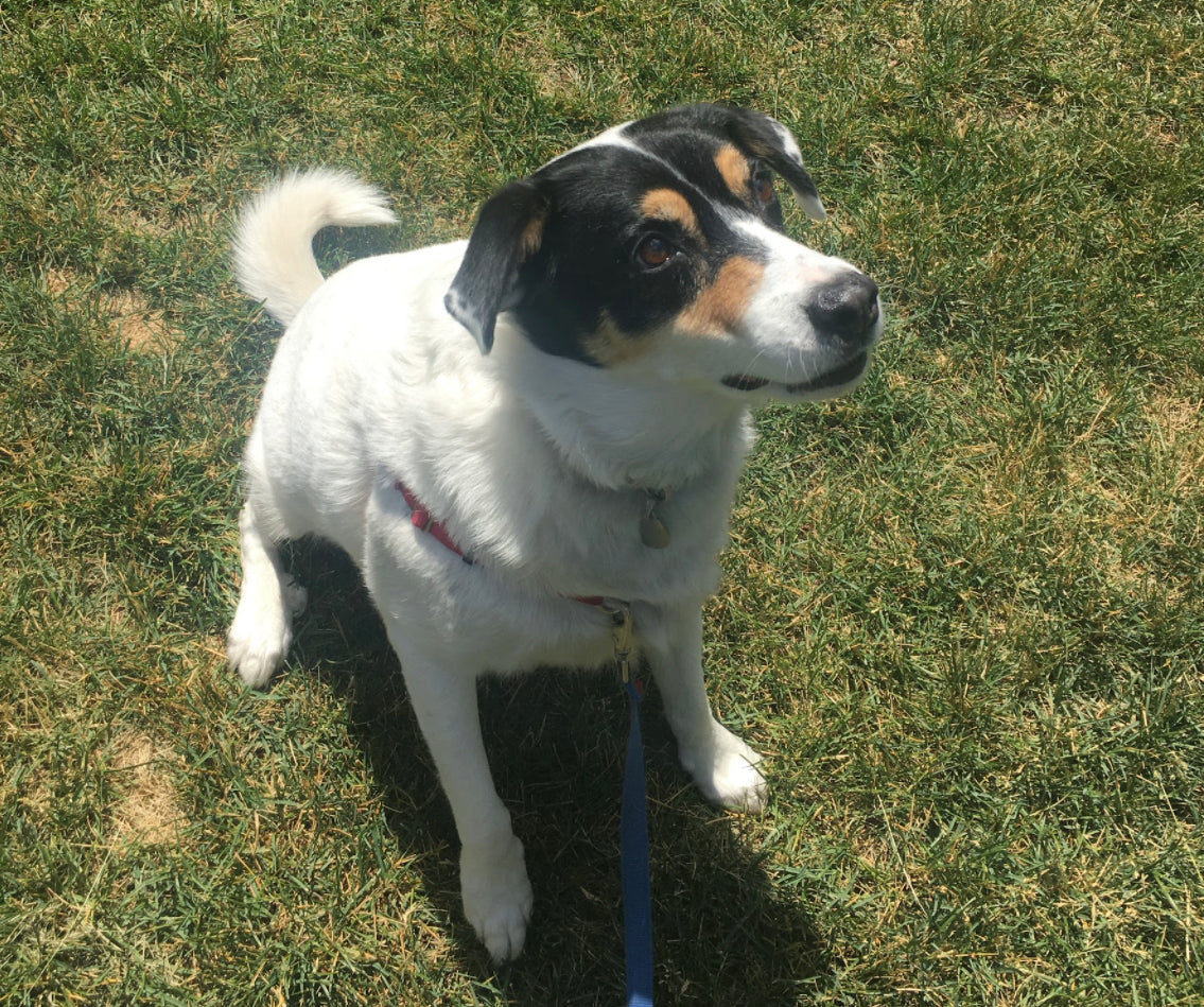 Dog sitting in grass