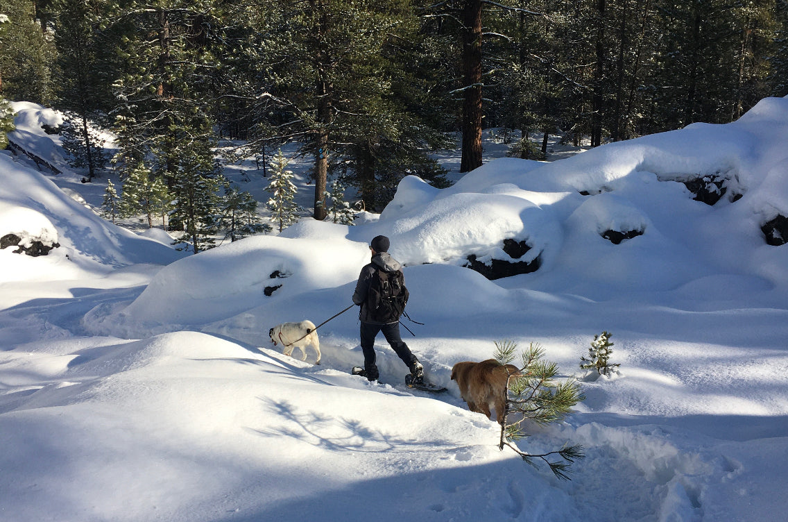 Human walking with two dogs in the snow