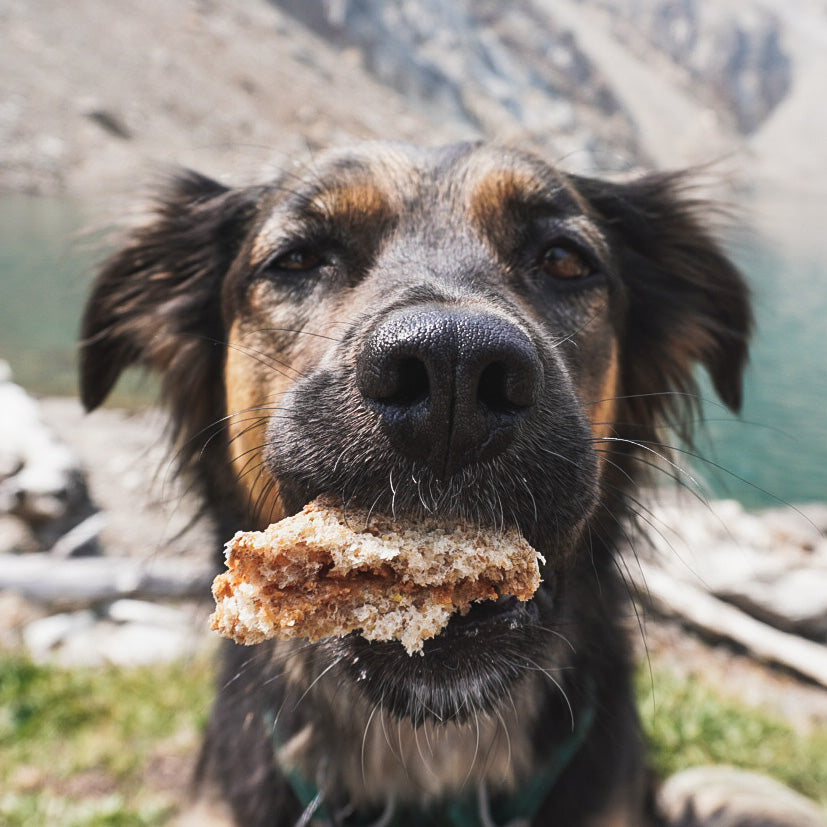 A dog holds a peanut butter sandwich in her mouth. 