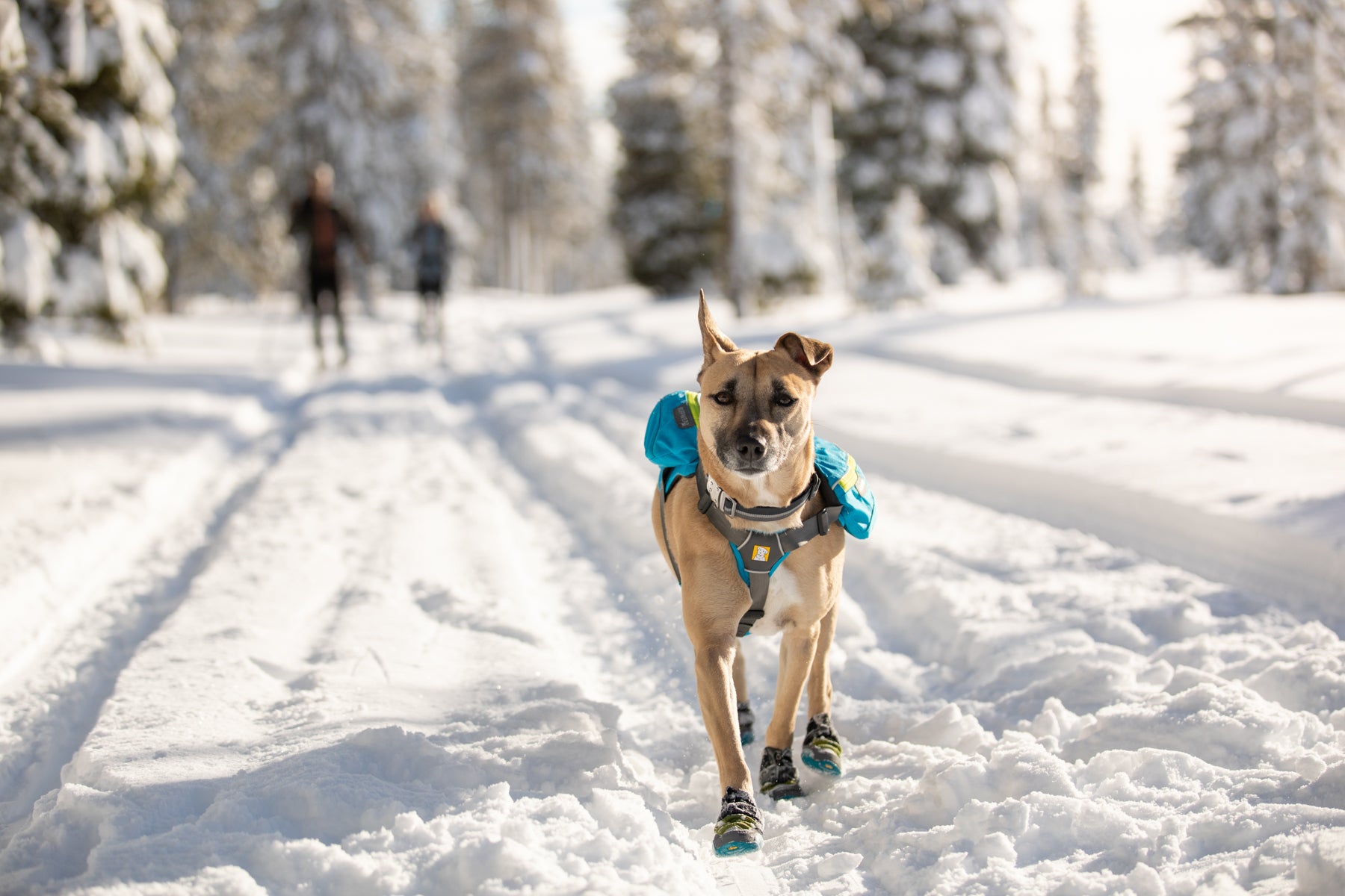 Dog in singletrak pack and polar trex boots runs down nordic ski trail.