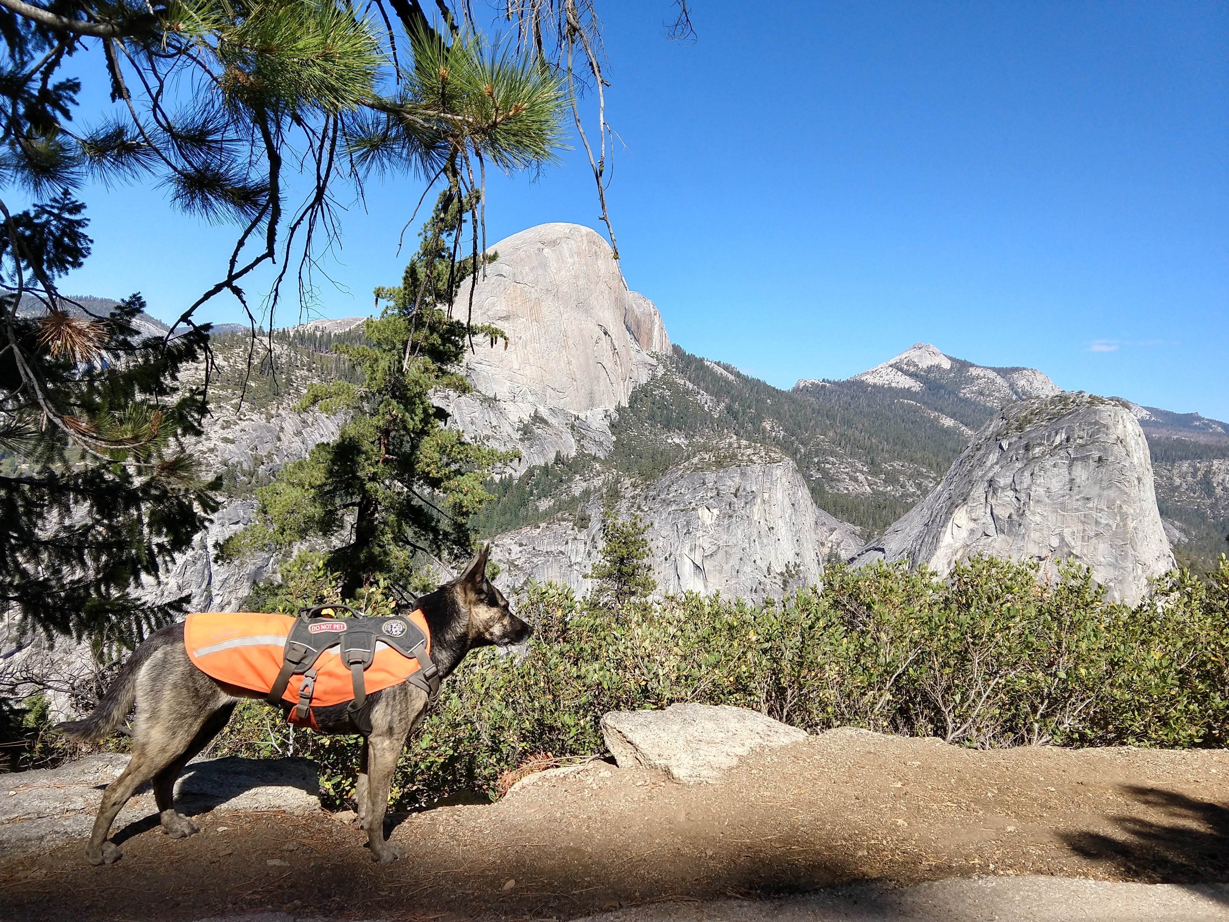 Detection Dog Gear in Yosemite