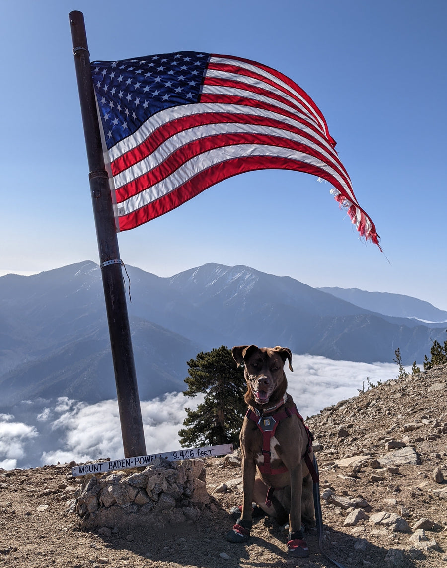 A dog sits on a hiking trail high up in the San Gabriel mountains east of Los Angeles. 