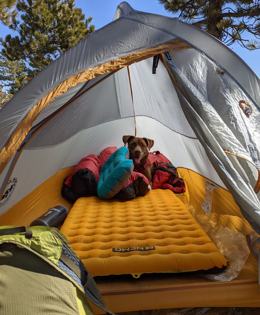 A dog sits on top of an air mattress in a tent in the wilderness. 