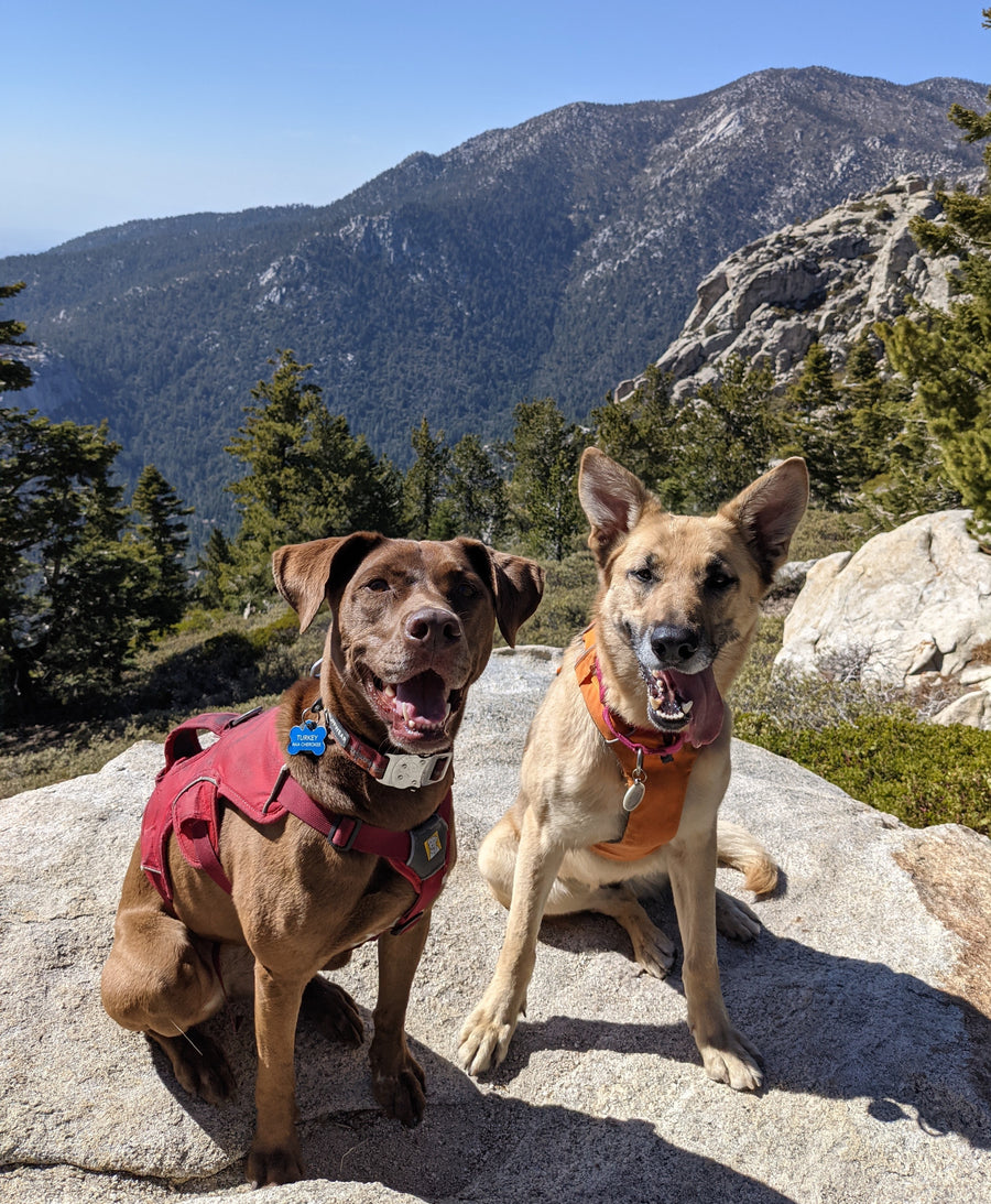 Two dogs smile while sitting on a hiking trail. 