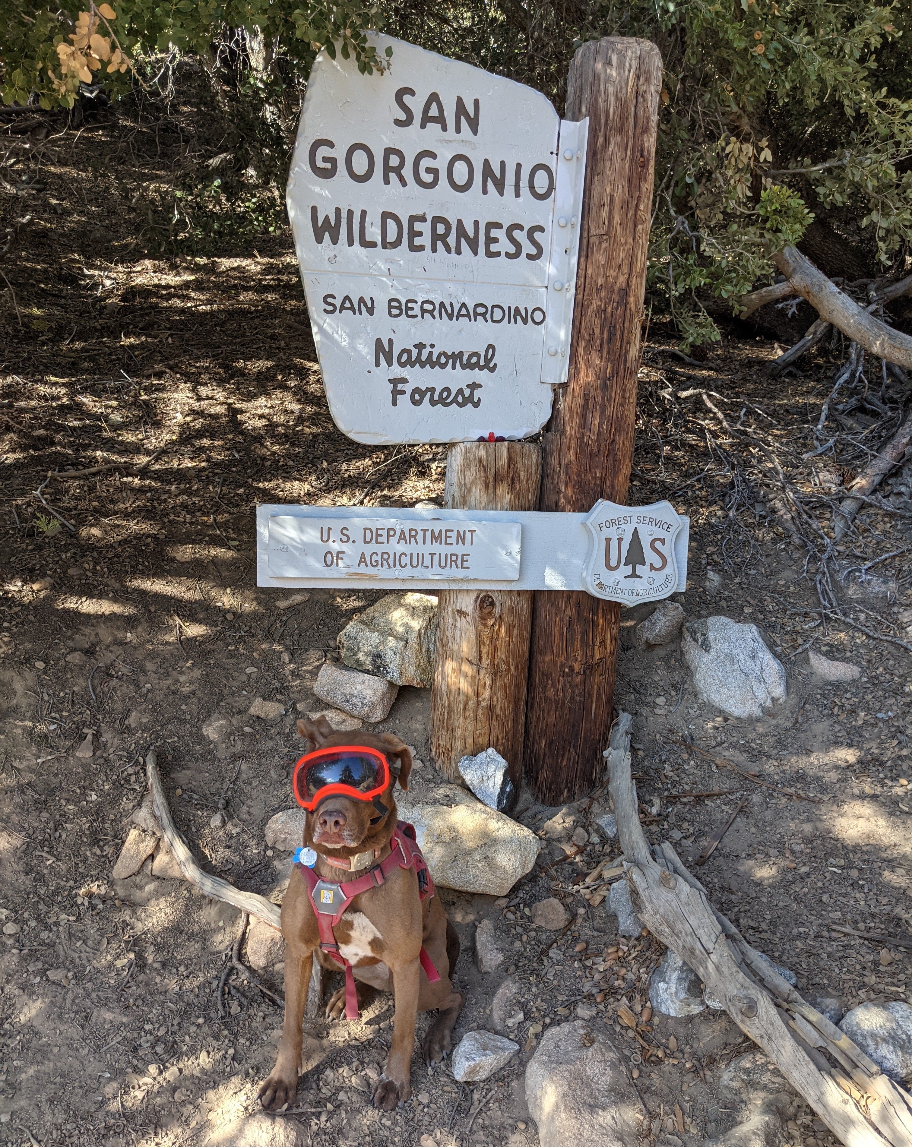 A dog wearing goggles sits in front of a sign for the San Gorgonio Wilderness. 