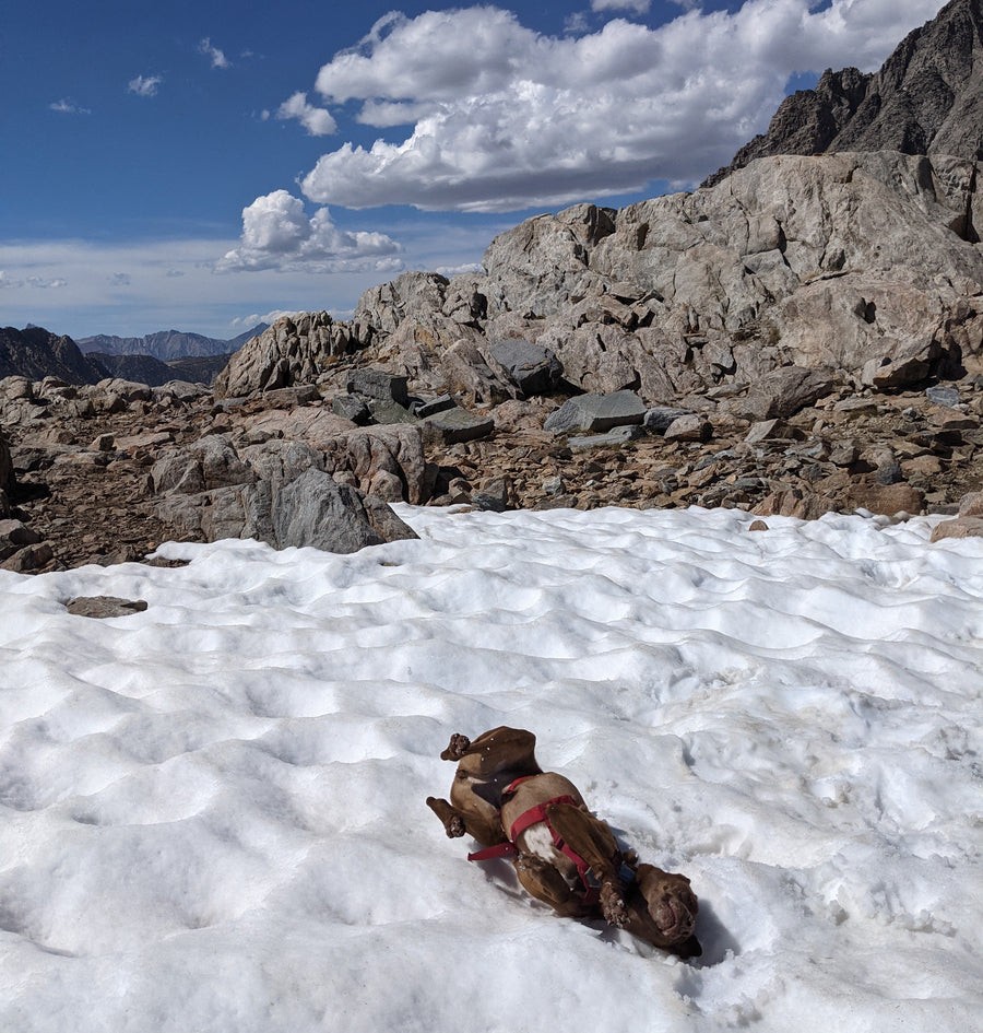 A dog rolls around in the snow on a mountain. 