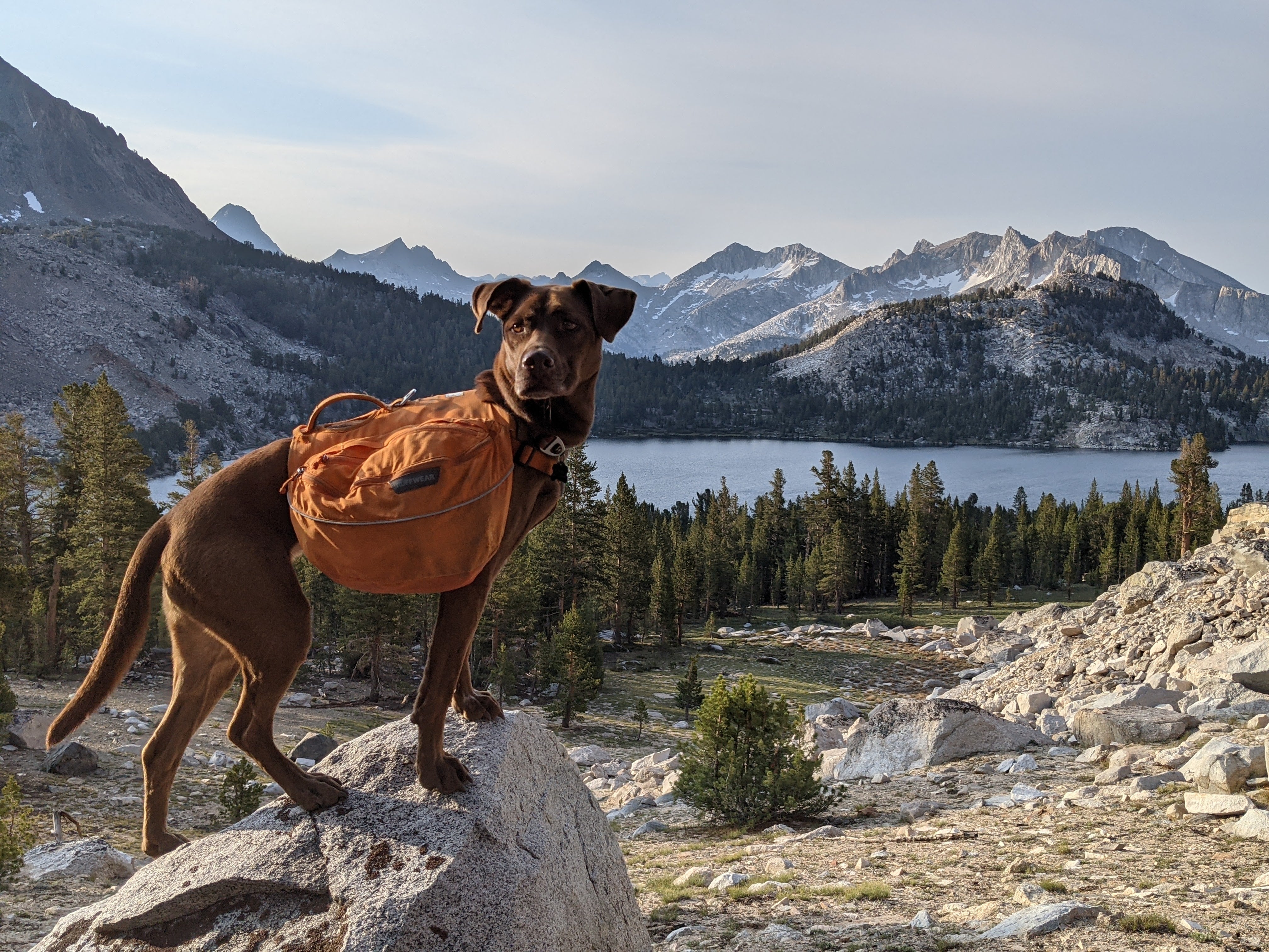 A dog wearing a Ruffwear Palisades™ Pack stands on a trail near Mammoth Lakes. 